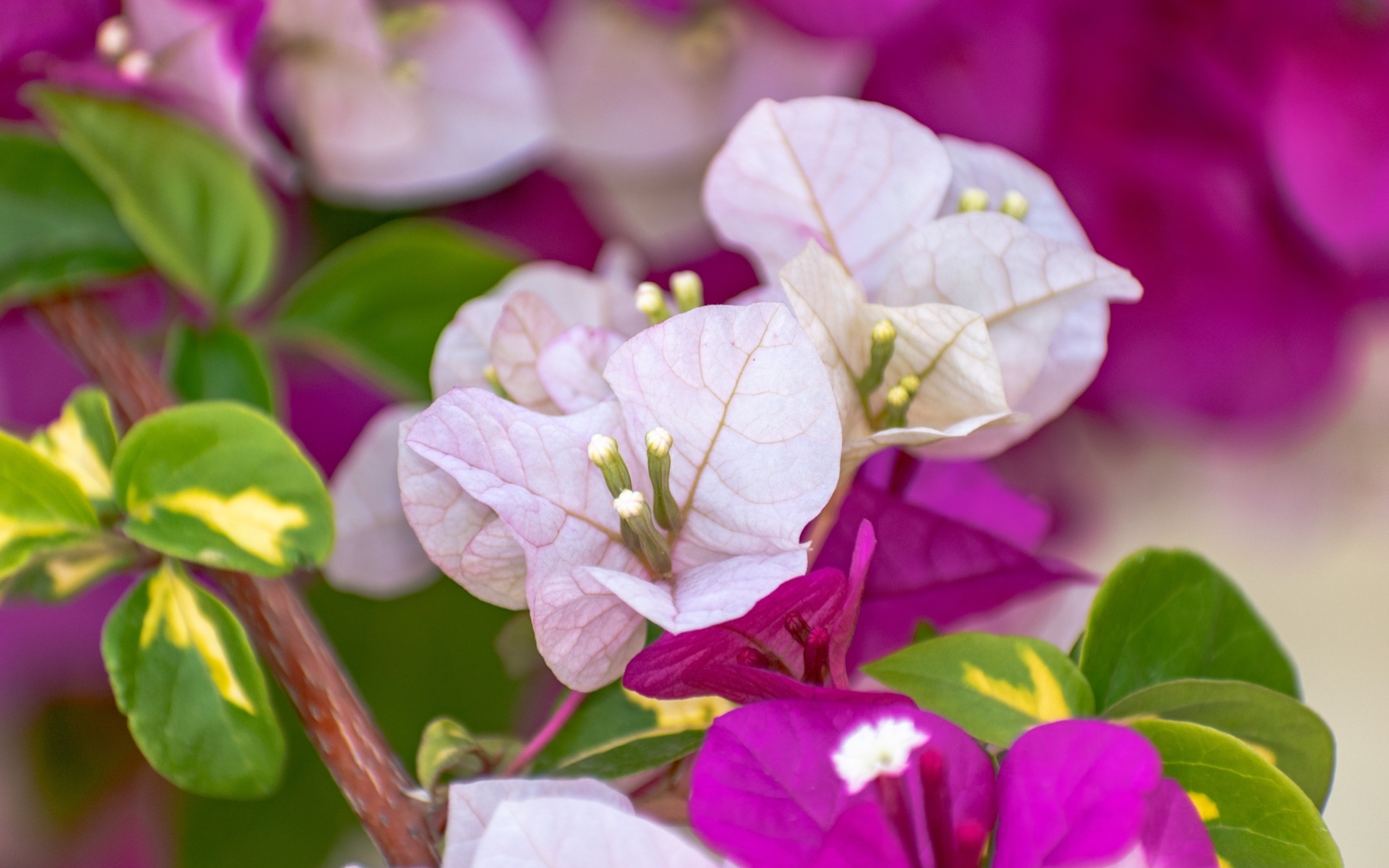 Красивые розовые цветы бугенвиллия