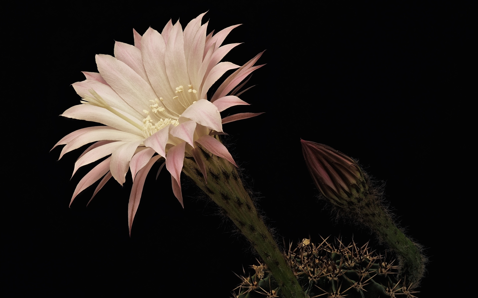 Красивый розовый цветок кактуса на черном фоне