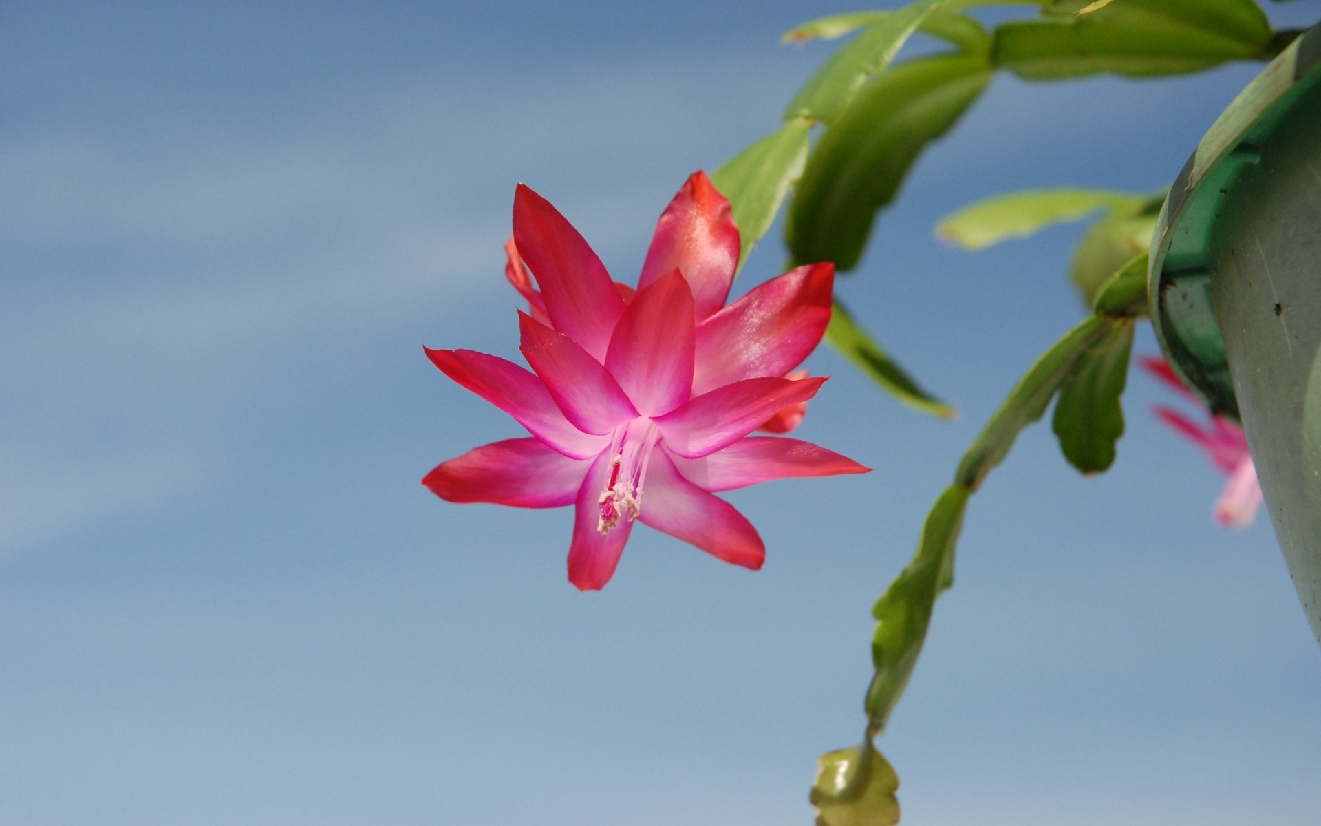 Красивый розовый цветок декабрист