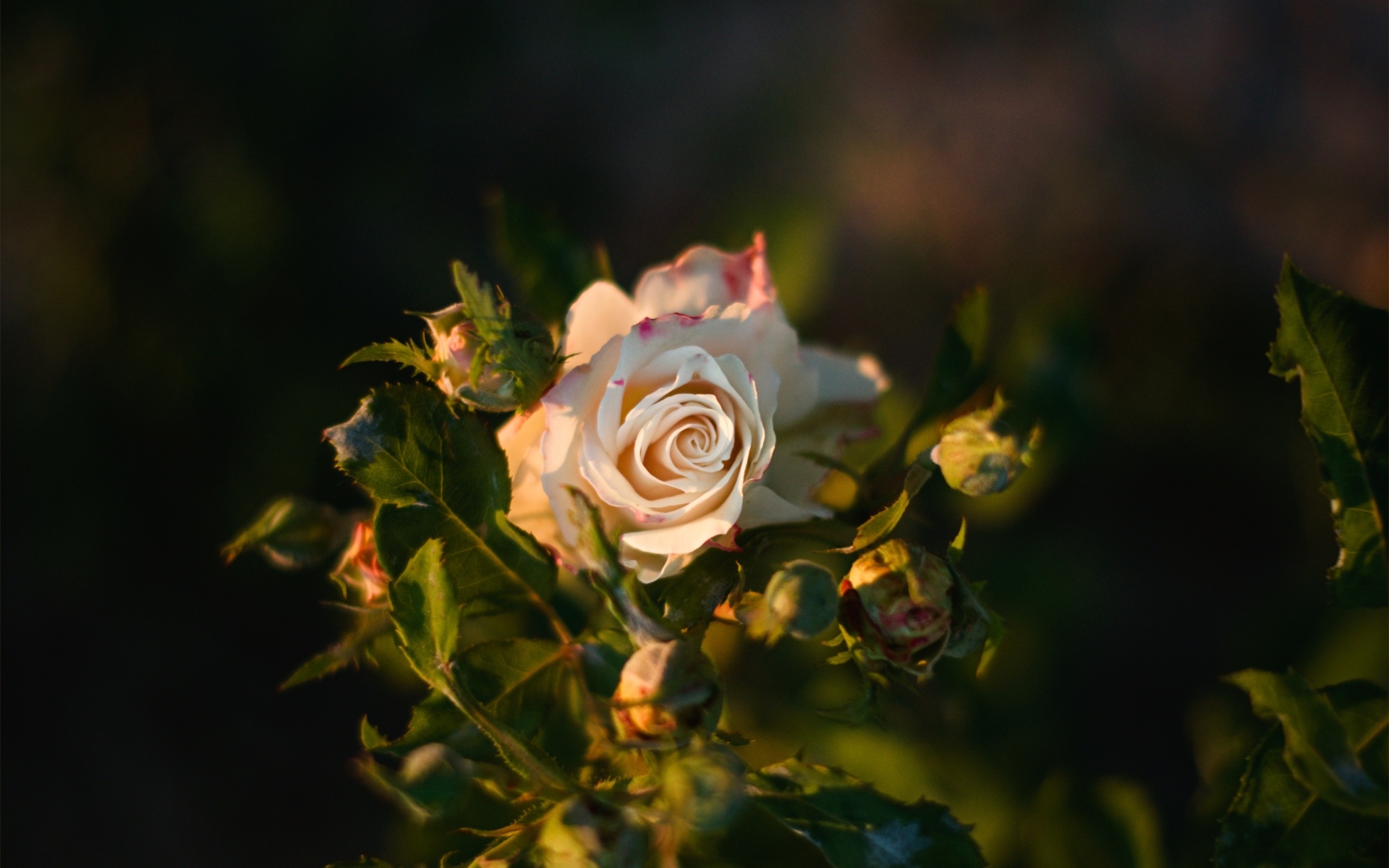 Красивая розовая роза с бутонами крупным планом