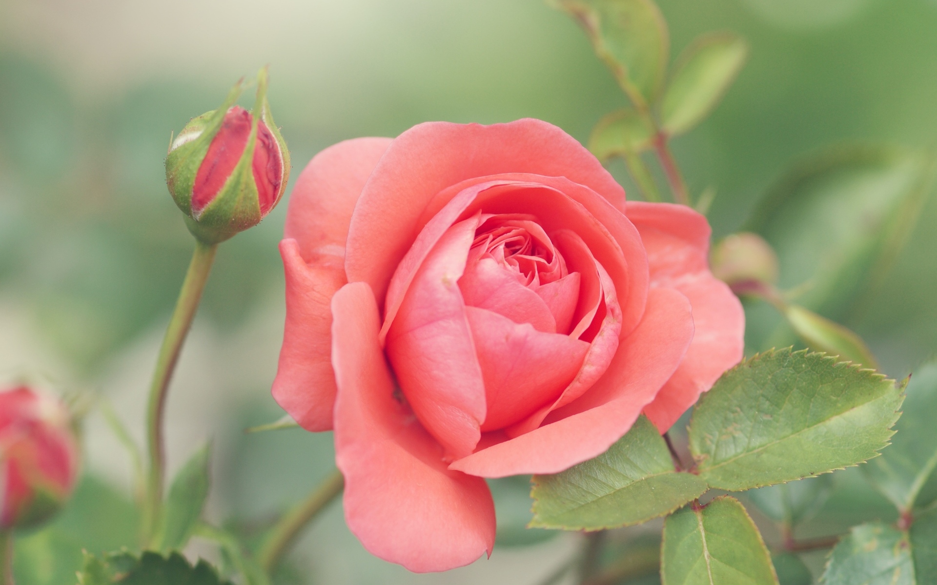 Красивая розовая роза с бутонами на клумбе в парке