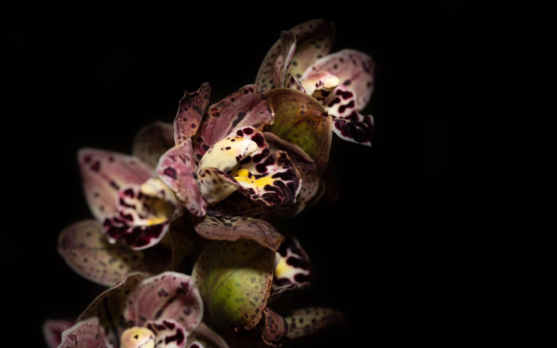 Красивая розовая пятнистая орхидея на черном фоне