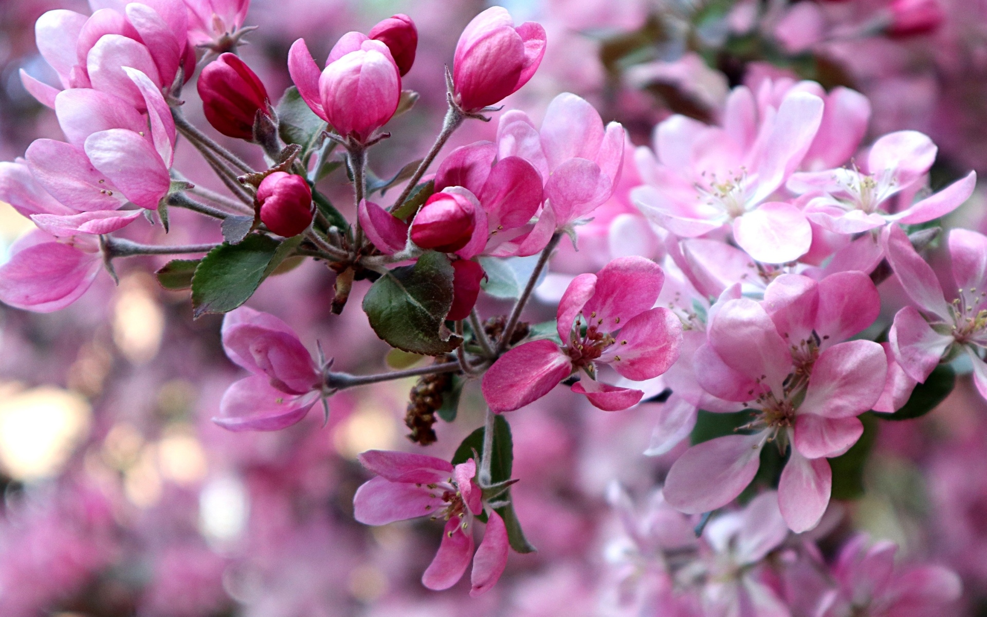 Красивые розовые  цветы дикой яблони 