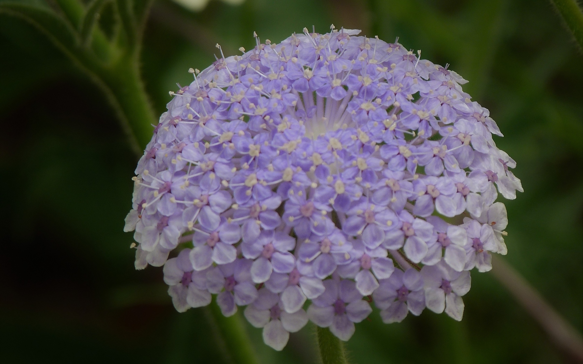 Красивый фиолетовый цветок скабиоза