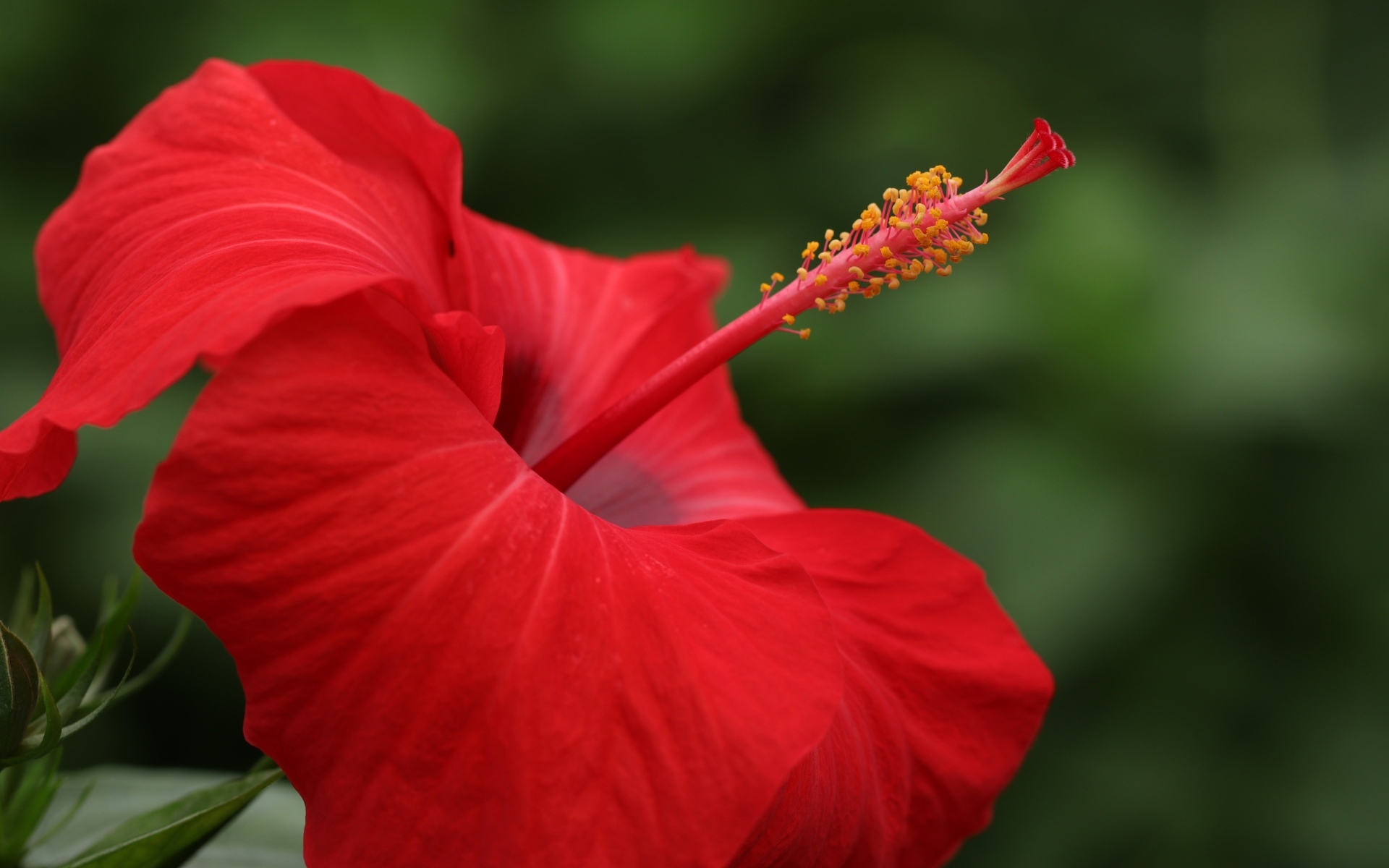 Красивый красный цветок гибискуса крупным планом