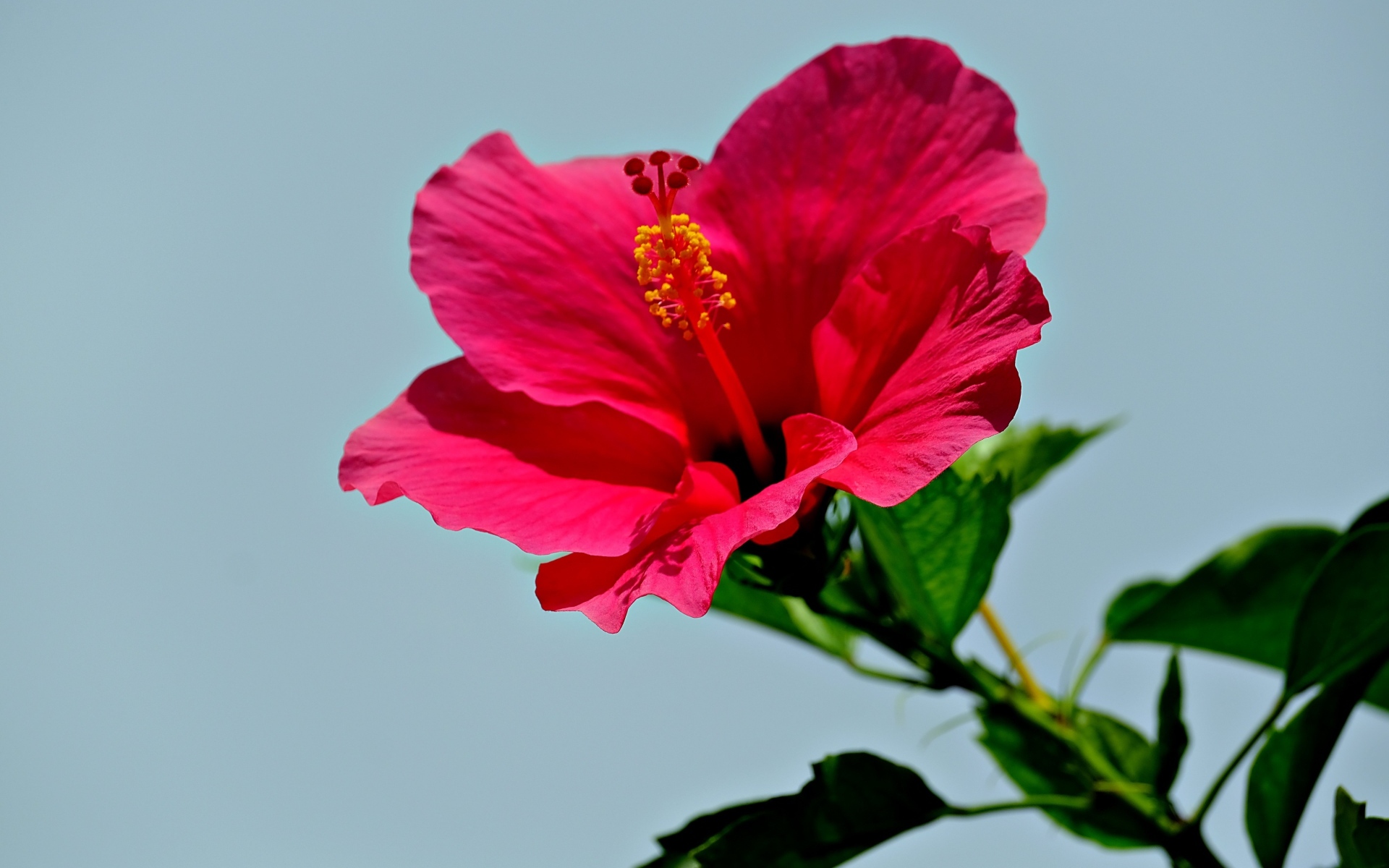 Красивый красный цветок гибискуса на голубом фоне