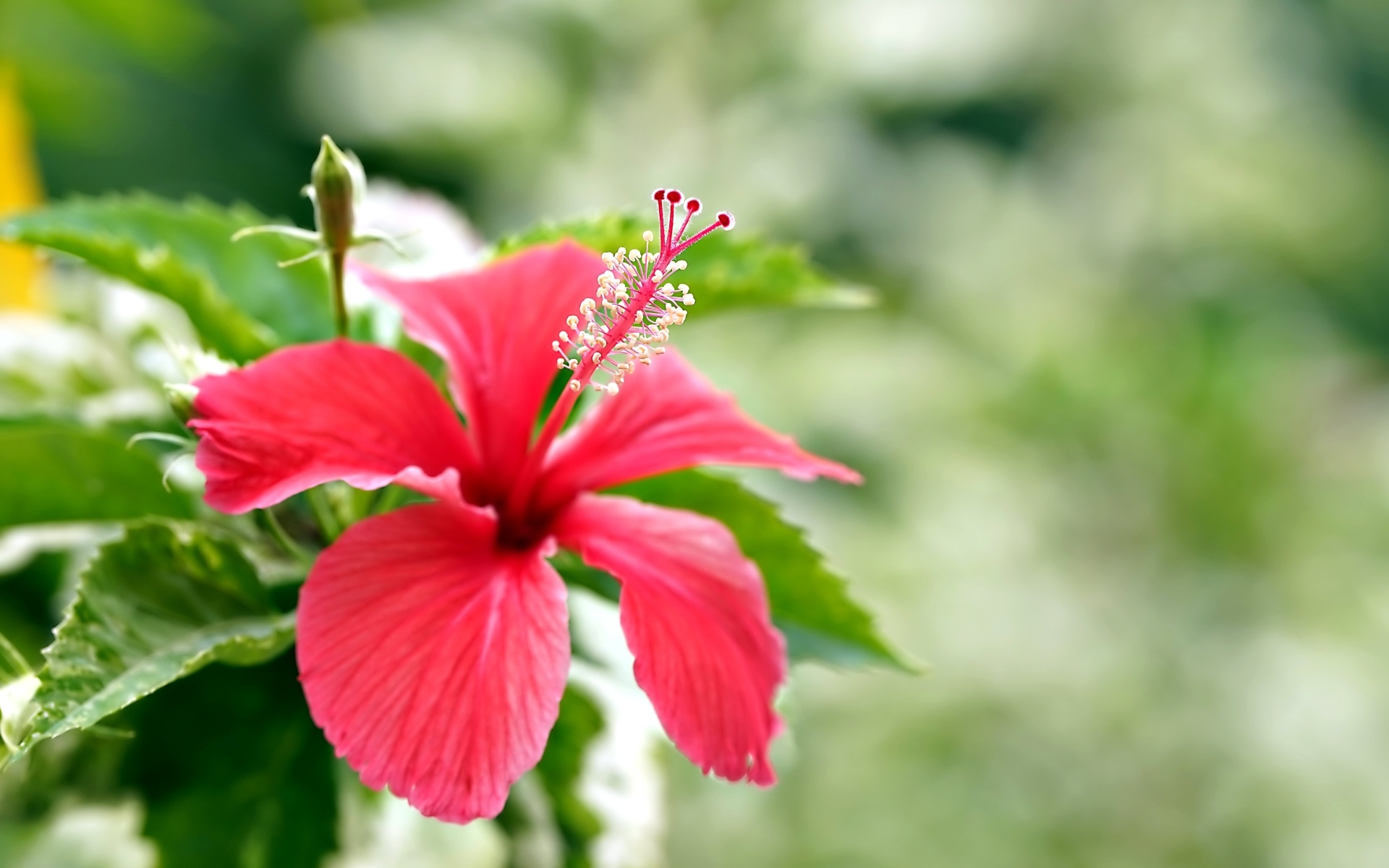 Красивый красный гибискус с бутонами и зелеными листьями