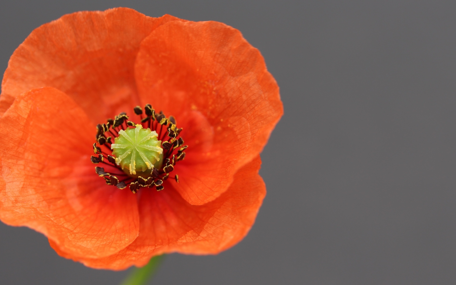 Красивый красный цветок мака на сером фоне