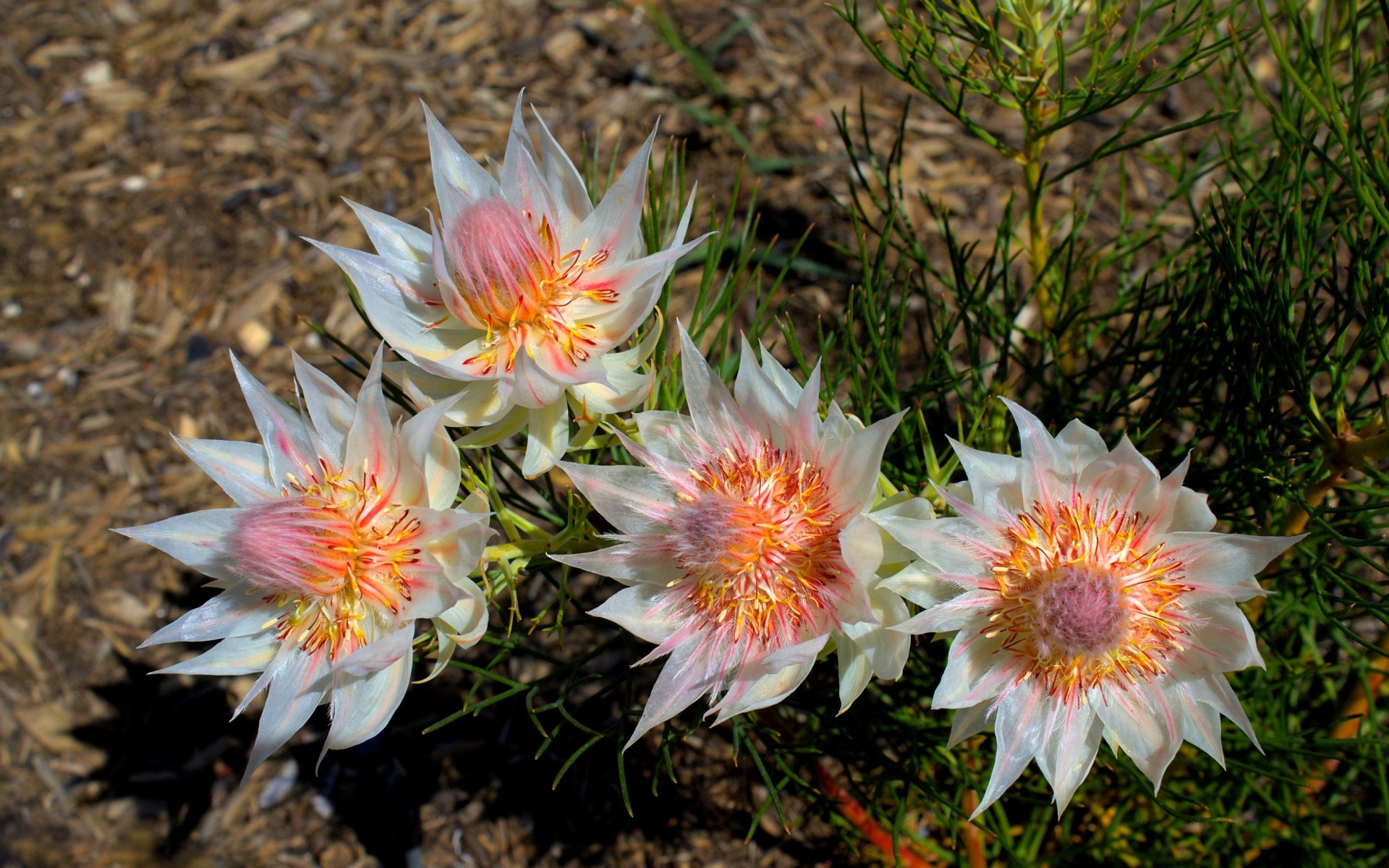 Красивые цветы серрурия на земле