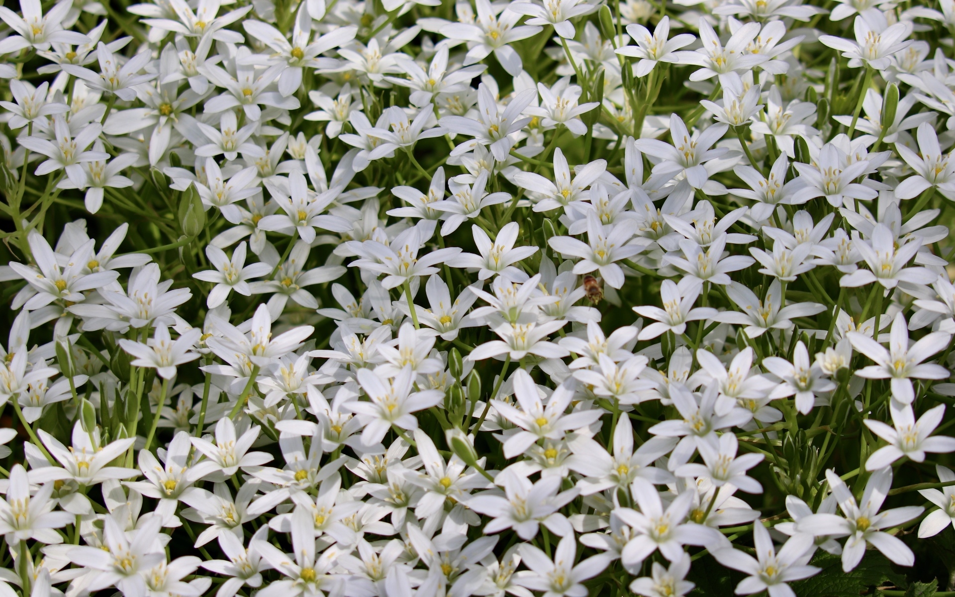 Красивые маленькие белые цветы молочница