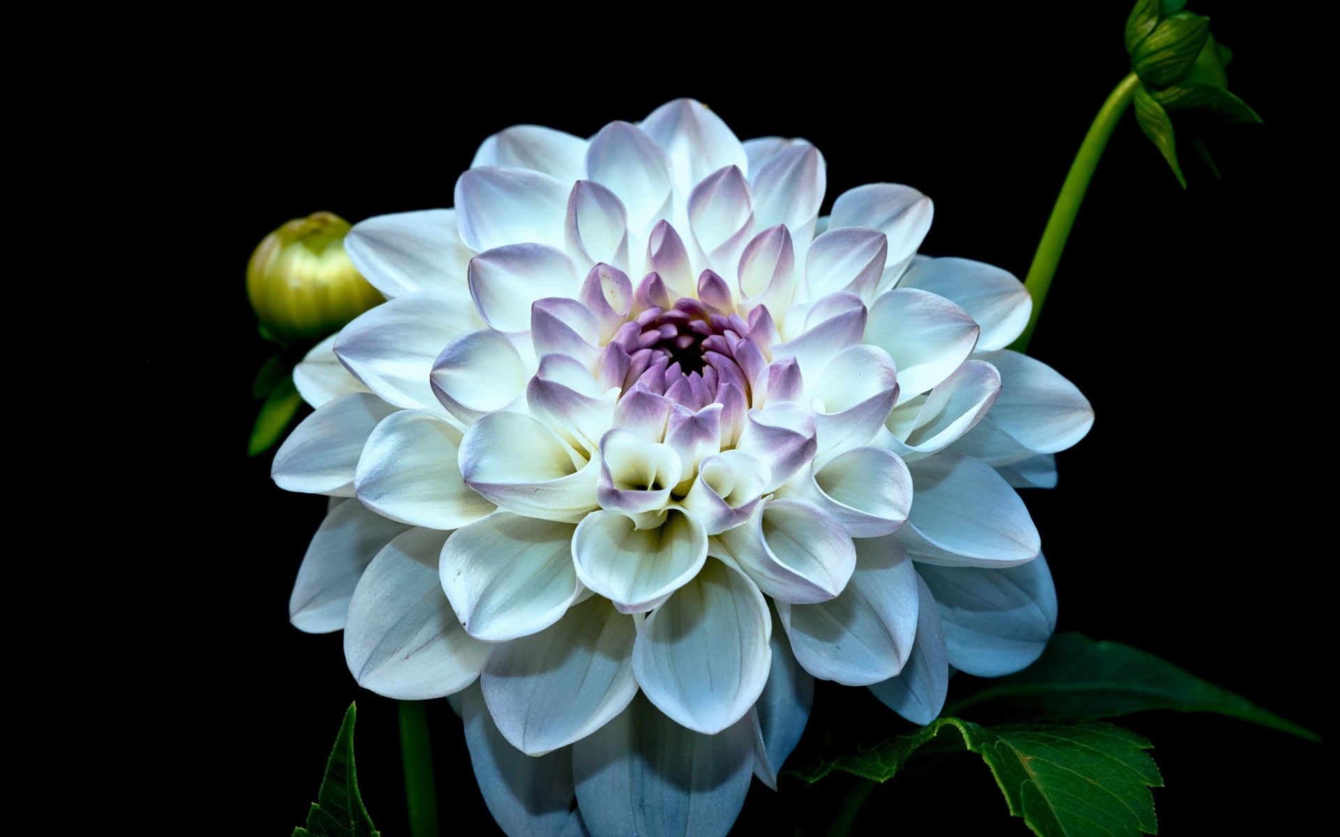 Красивый белый цветок георгина с бутонами на черном фоне