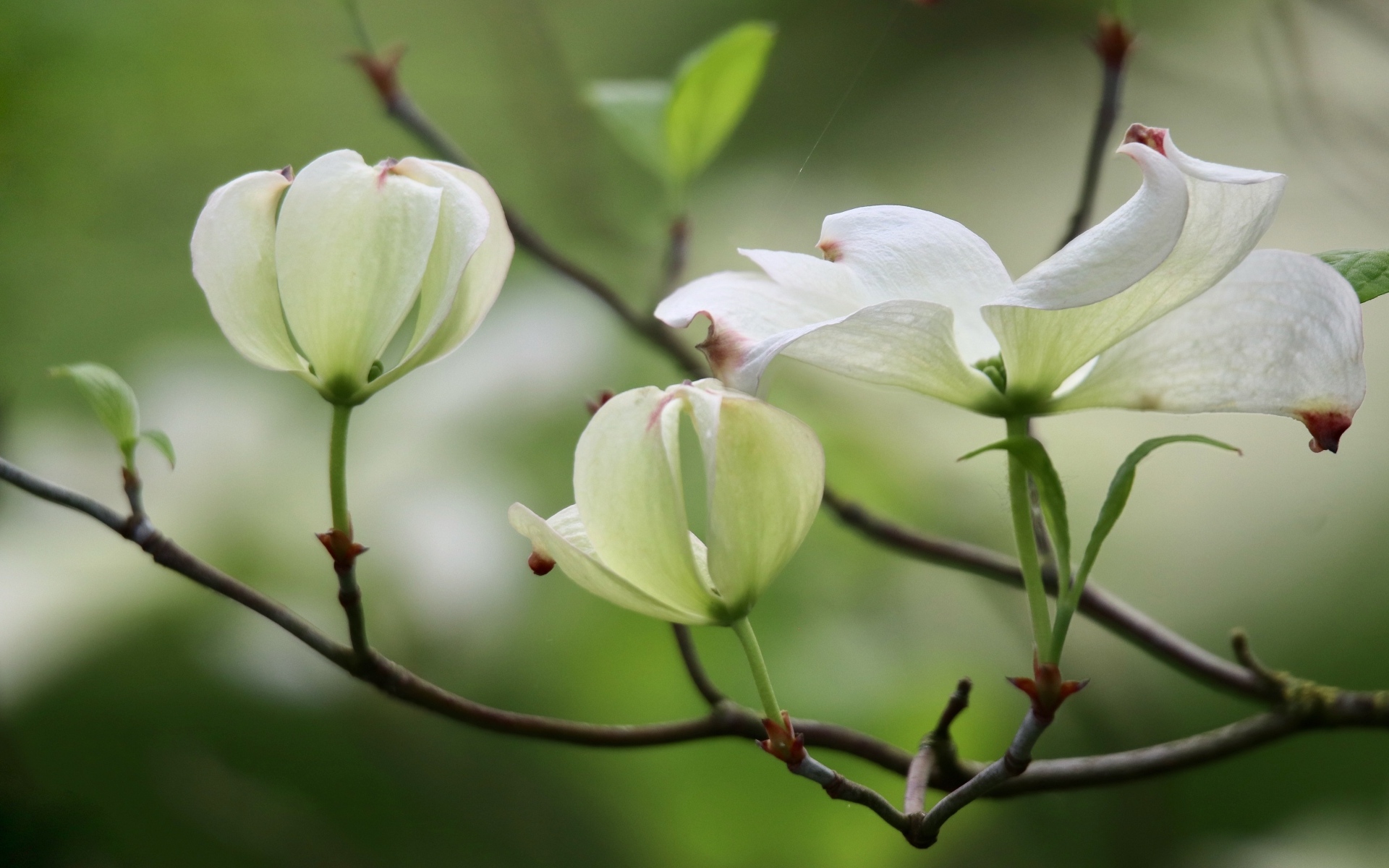Красивые белые цветы кизила на ветке