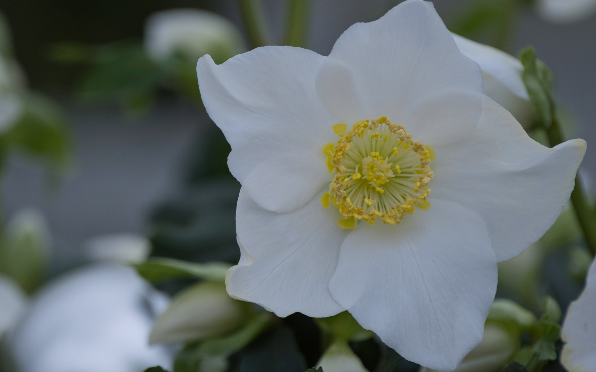 Красивый белый цветок морозник вблизи