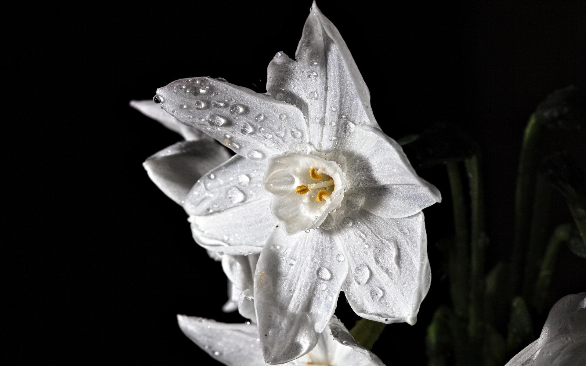 Красивый белый цветок нарцисса в каплях росы