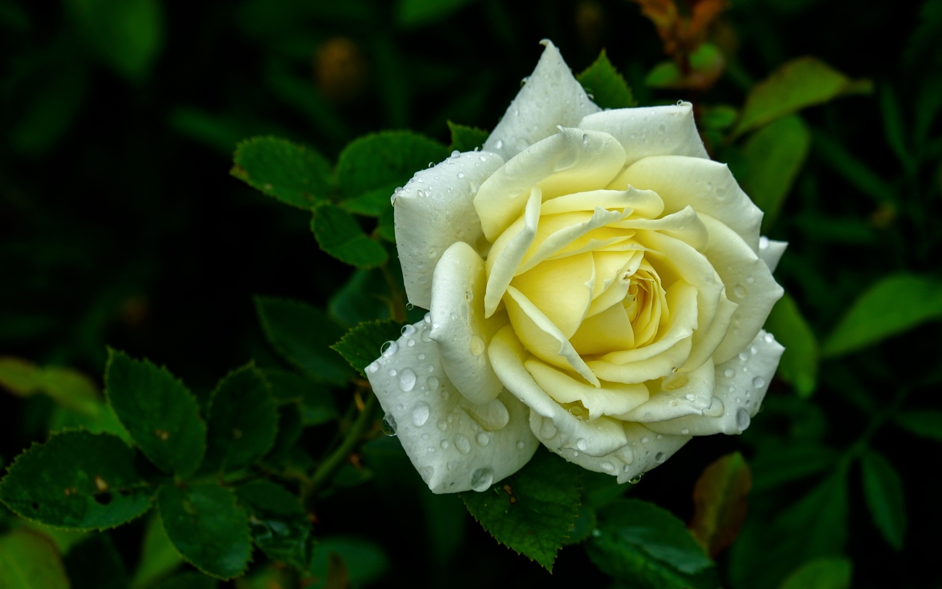 Красивая белая роза в каплях росы на клумбе летом