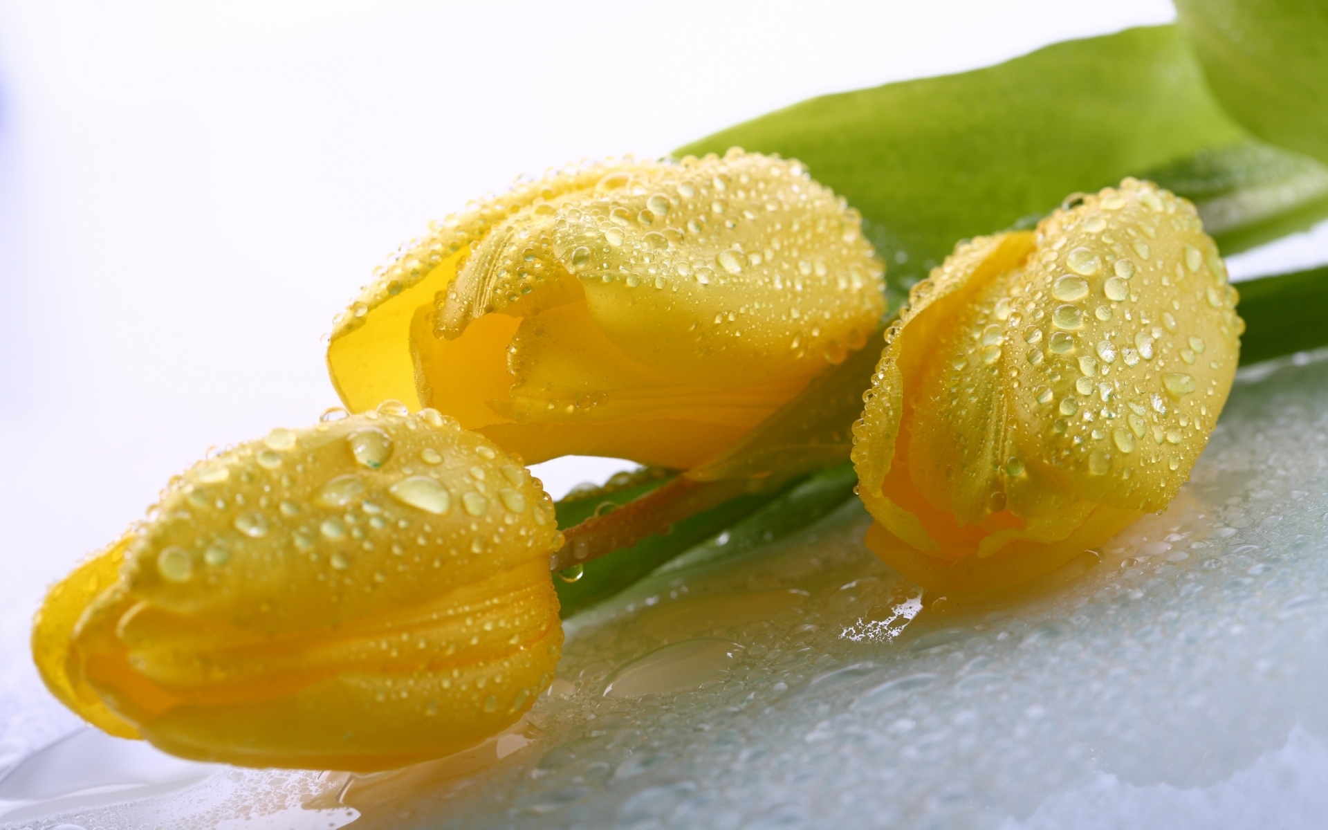 Красивые желтые тюльпаны в каплях воды