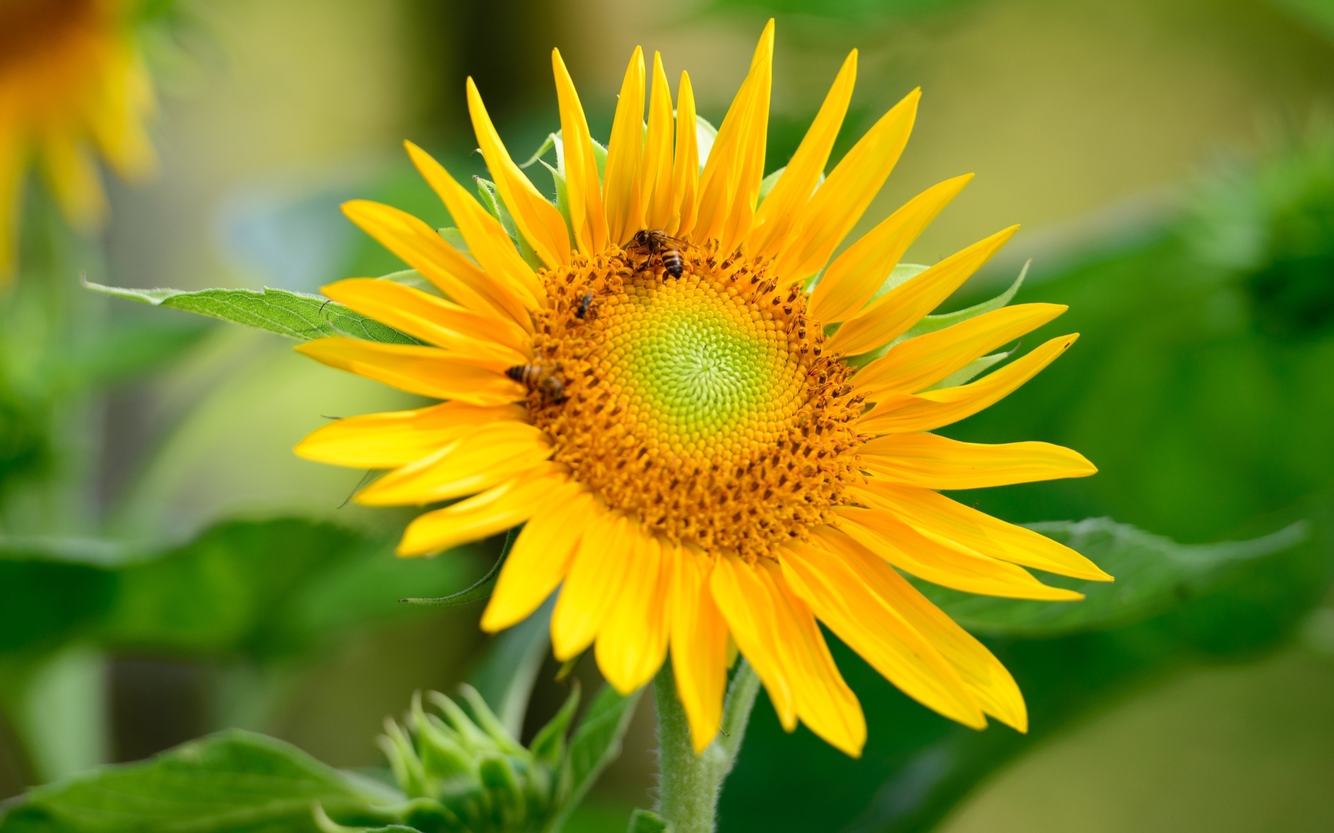 Пчелы опыляют большой желтый подсолнух