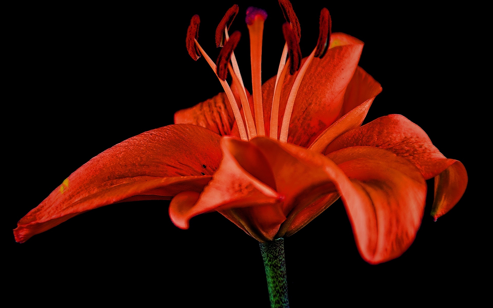 Большая красивая красная лилия на черном фоне