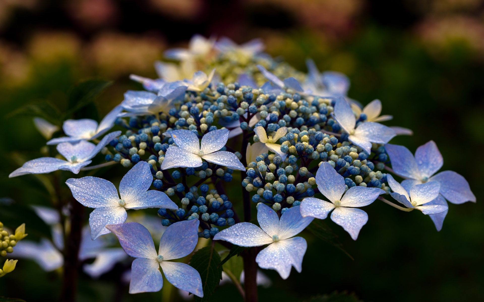 Распускающийся цветок гортензии