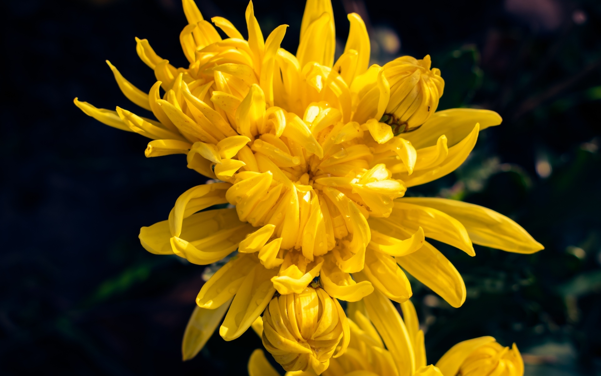 Распускающаяся желтая хризантема вблизи