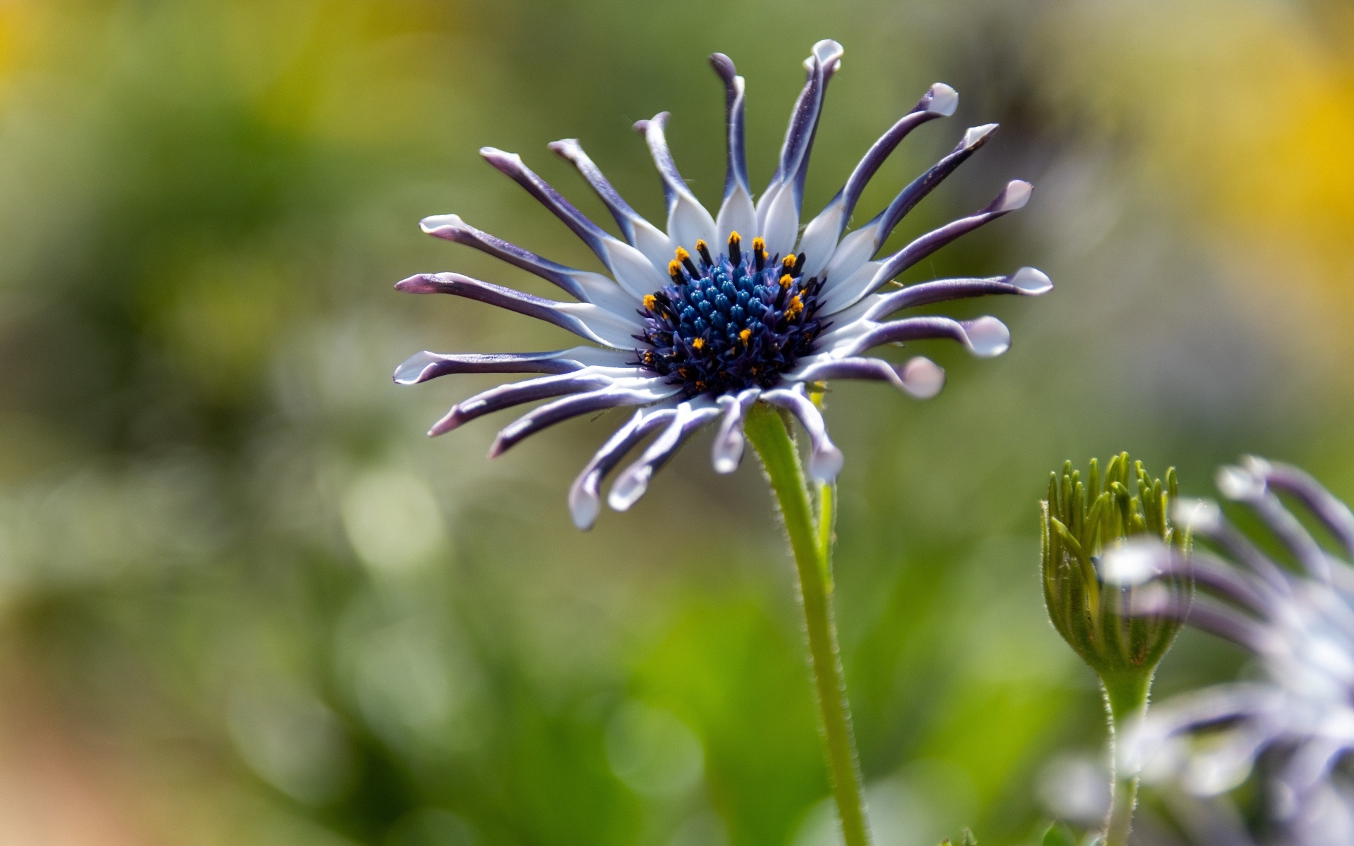 Распускающийся цветок остеоспермум
