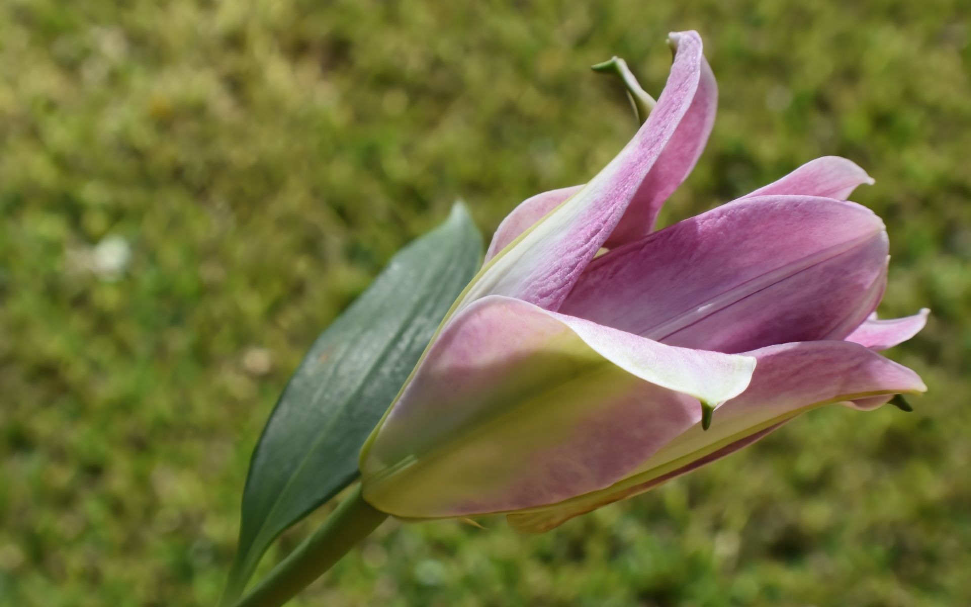 Распускающийся цветок розовой лилии