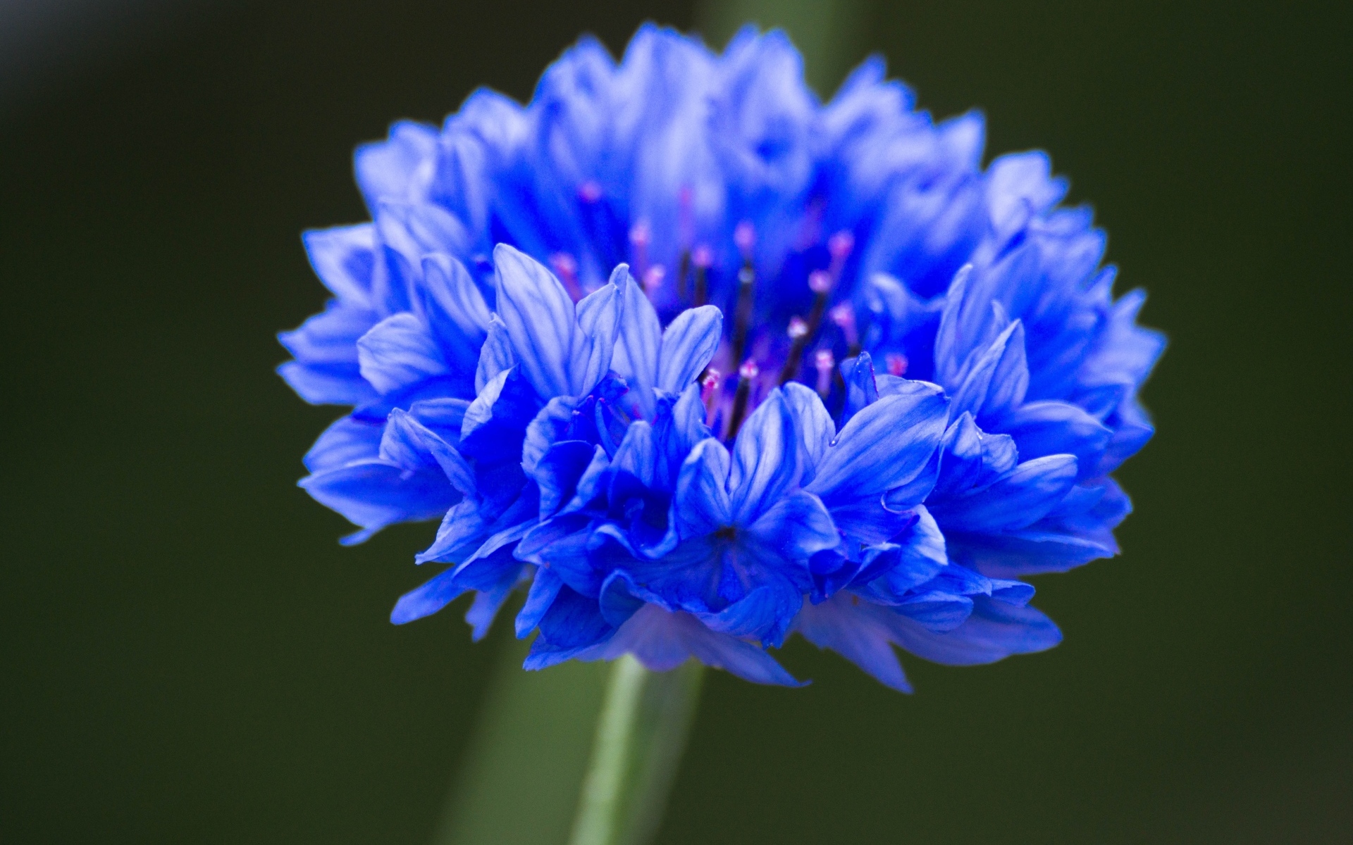 Синий цветок василька крупным планом