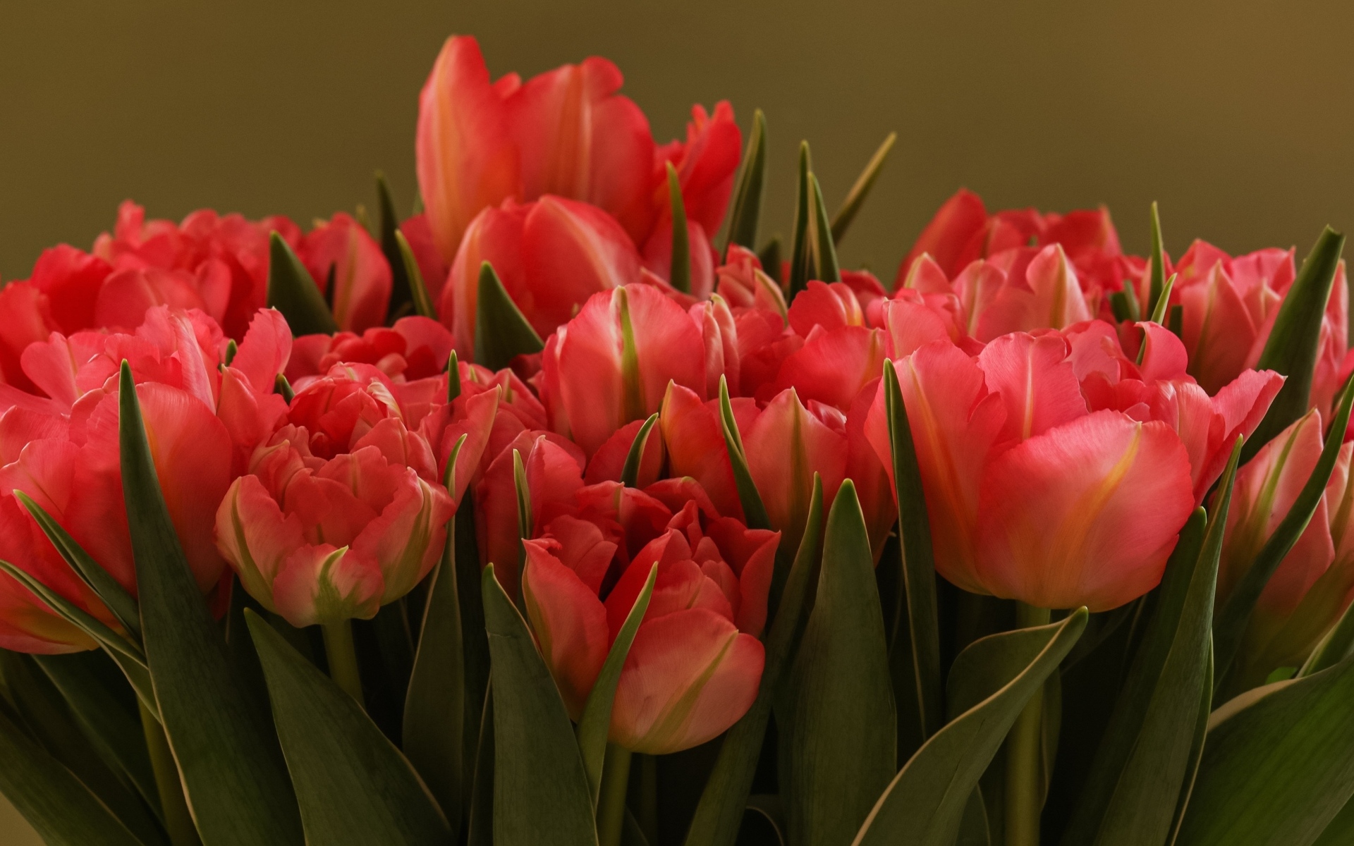 Букет красивых розовых тюльпанов с зелеными листьями