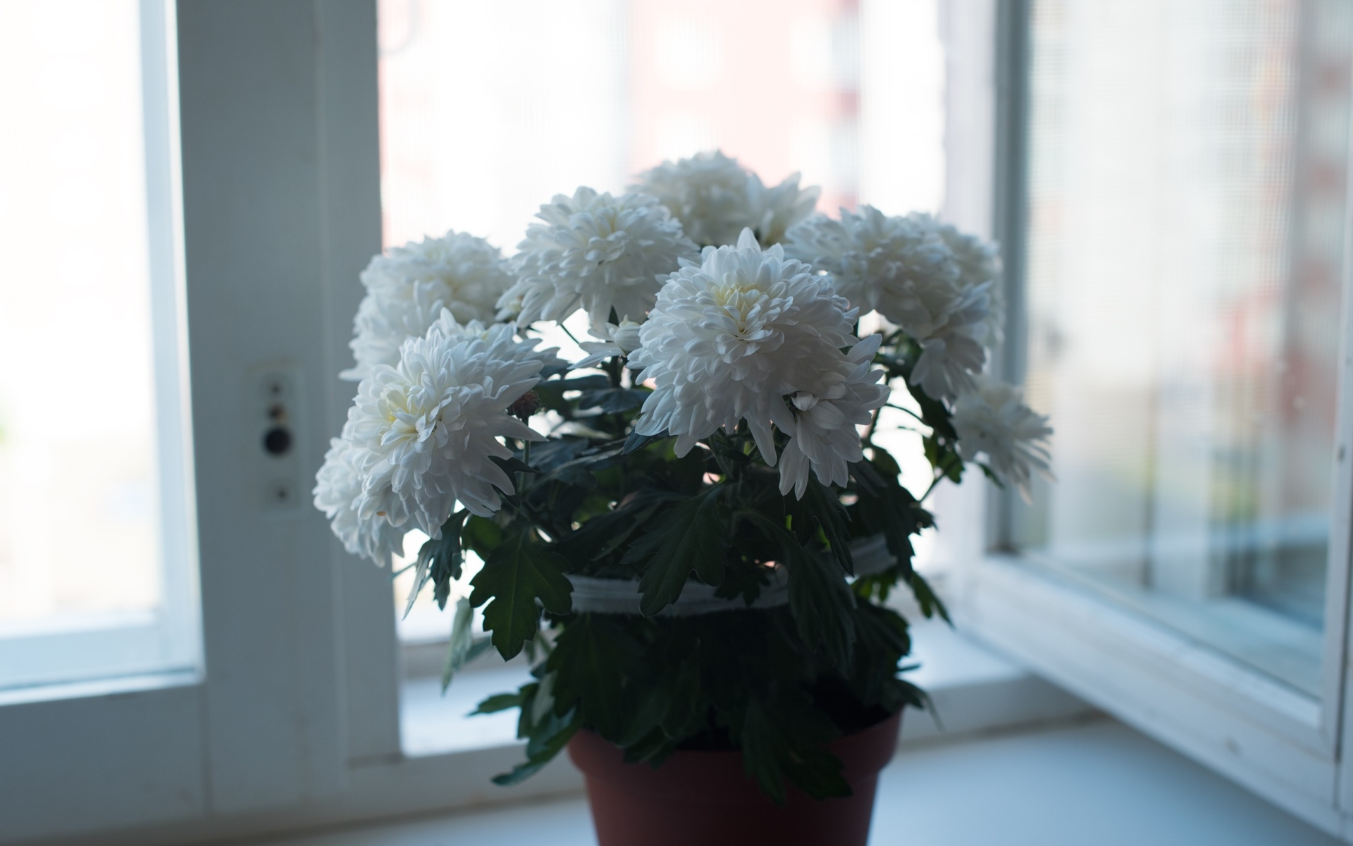 Букет белых хризантем на окне