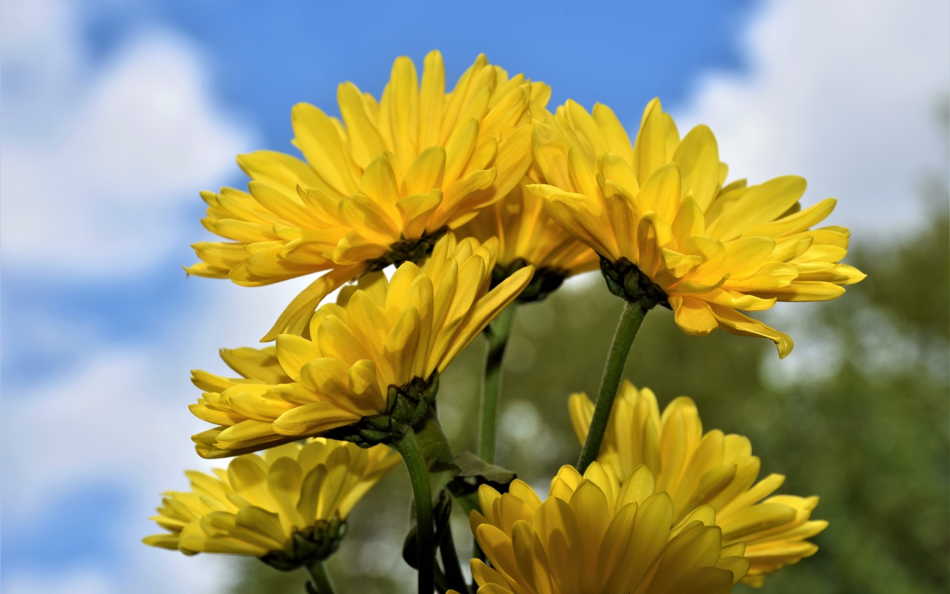 Ветка с желтыми цветами хризантемы