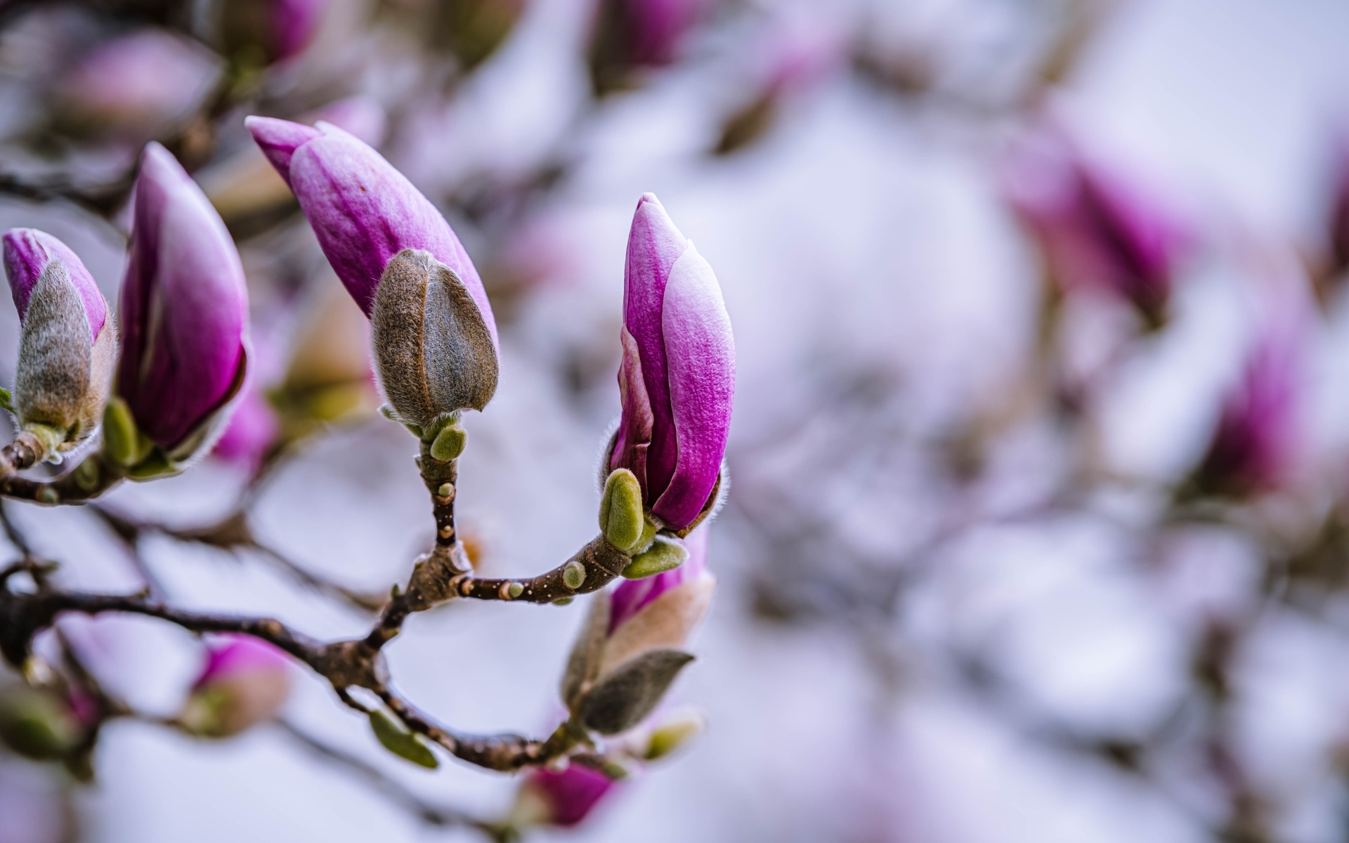 Бутоны цветов магнолии на ветке дерева
