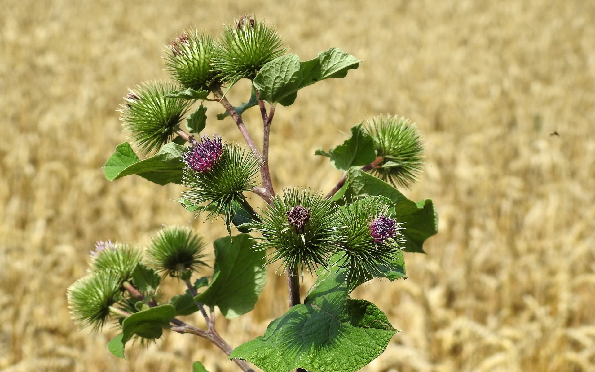 Цветы лопуха крупным планом