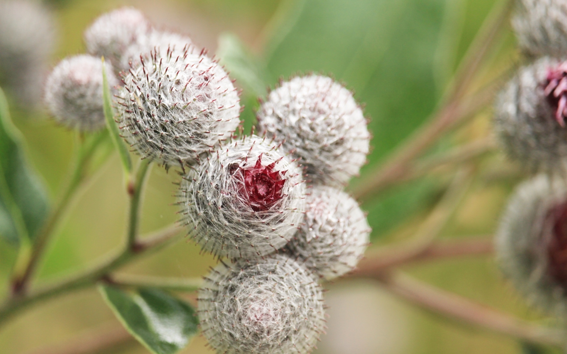Цветы лопуха крупным планом