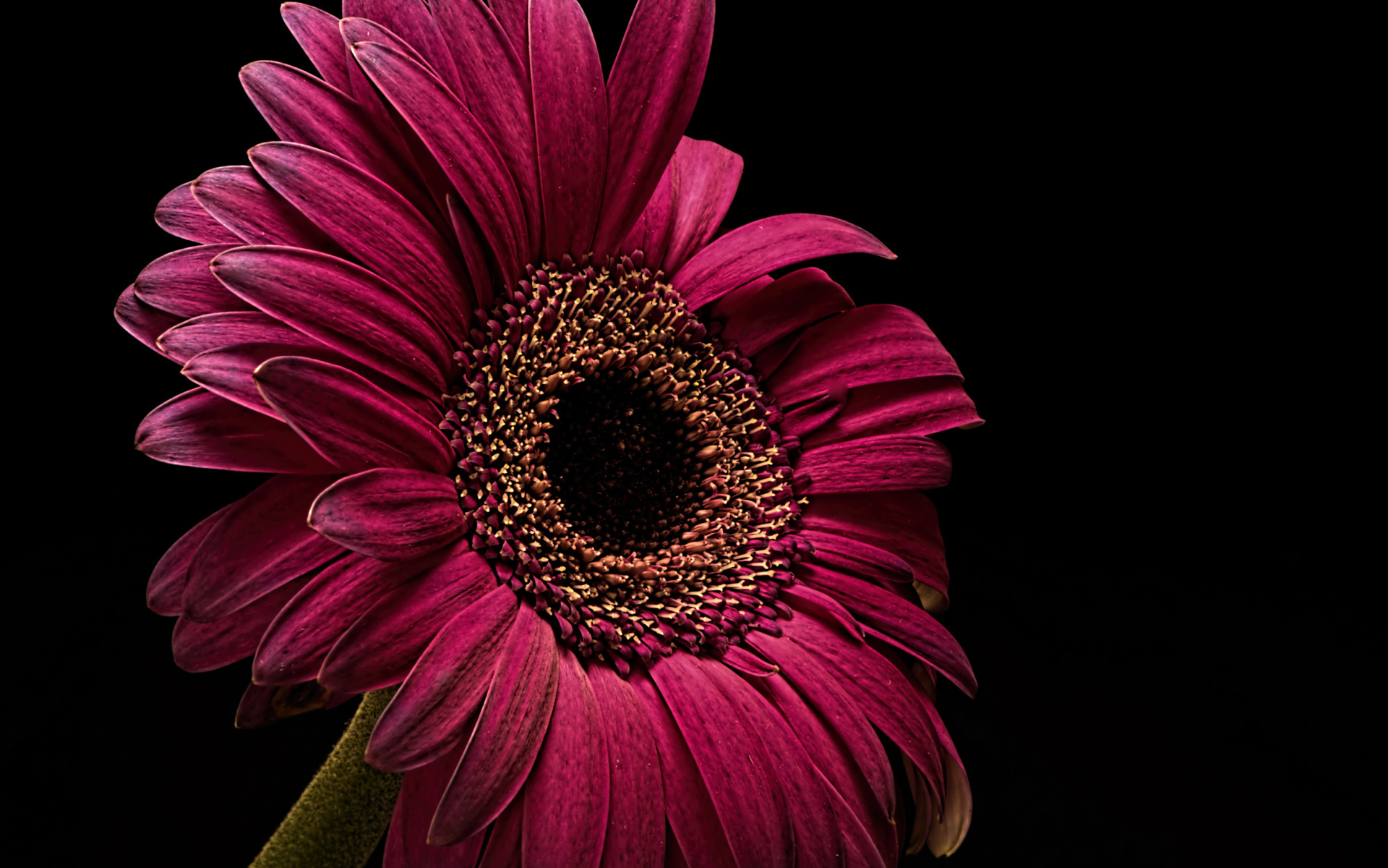 Бордовая гербера крупным планом на черном фоне