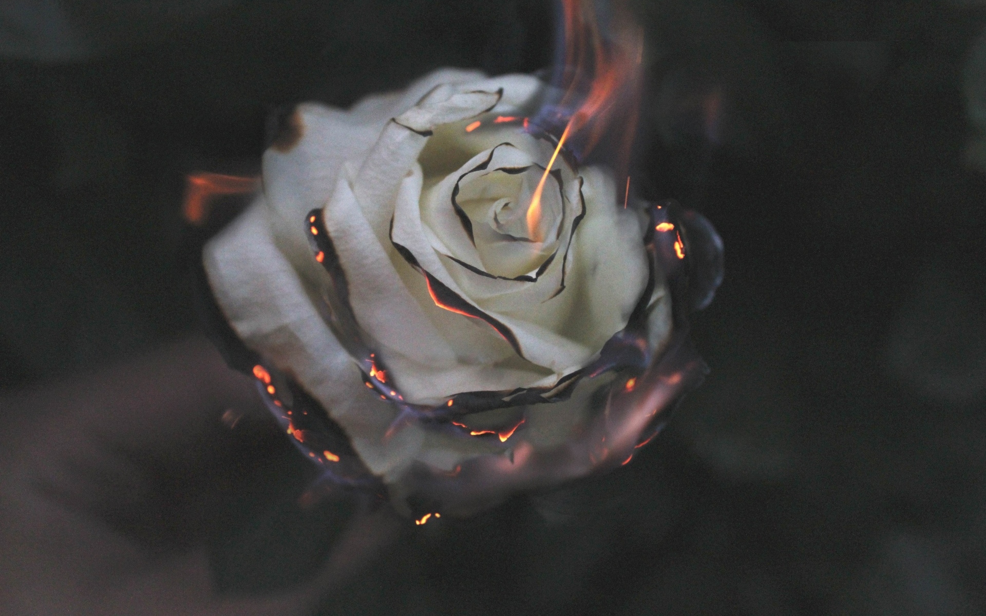 Опаленные лепестки белой розы