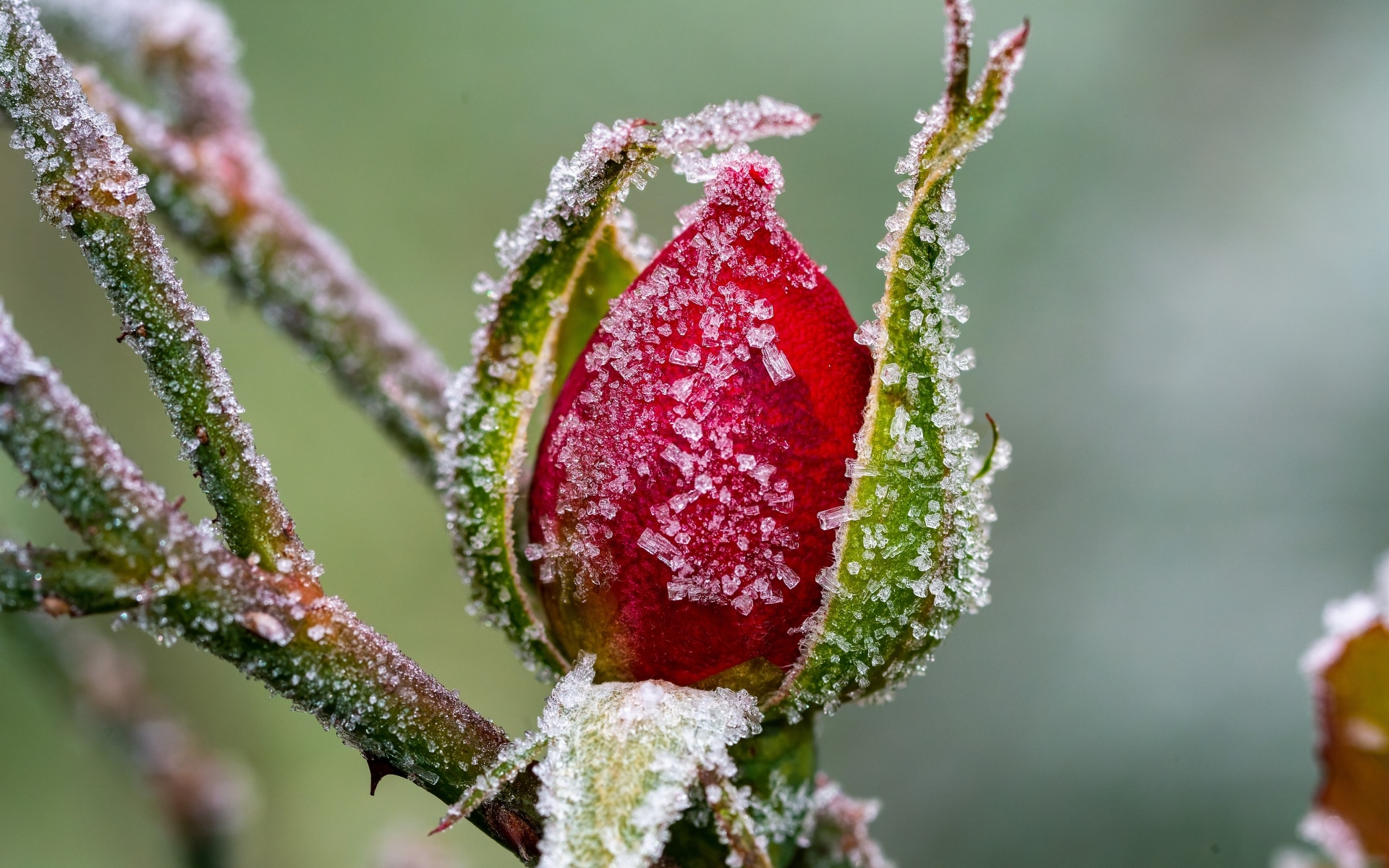 Покрытая холодным инеем роза зимой