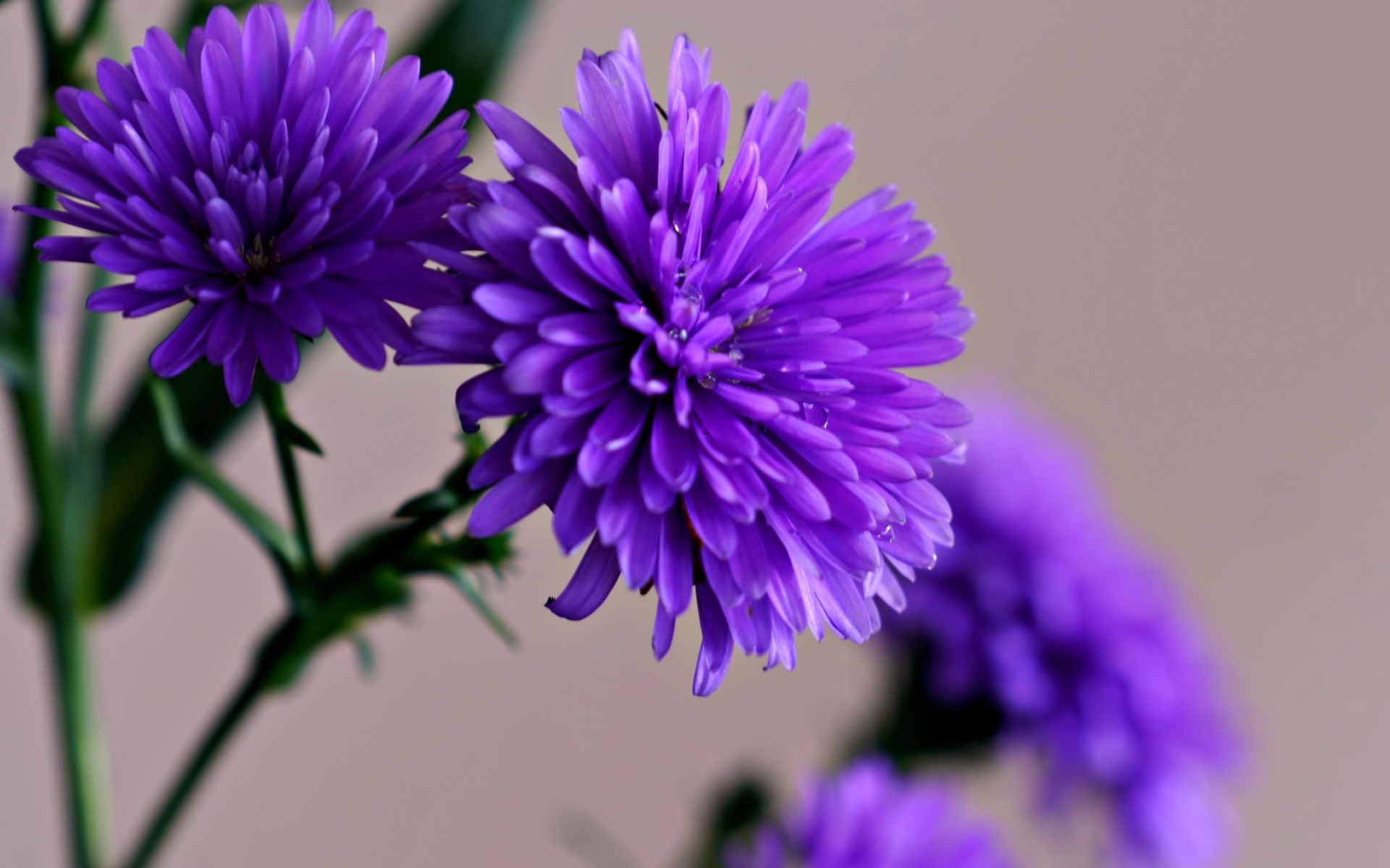 Цветы васильки крупным планом