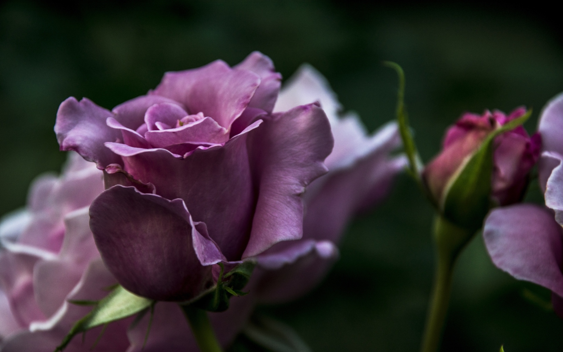 Кривые нежно розовые розы с бутонами