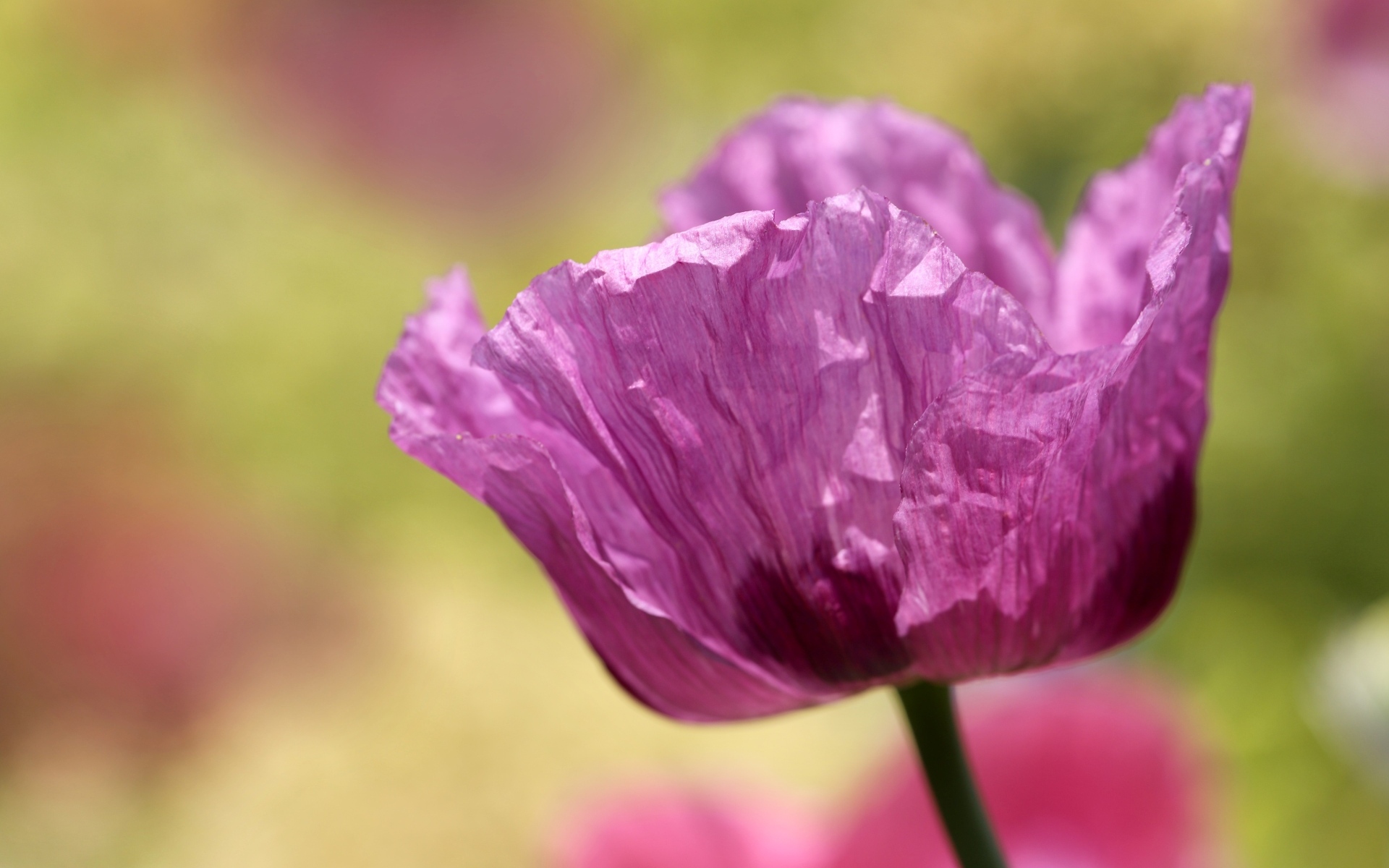 Милый сиреневый полевой мак