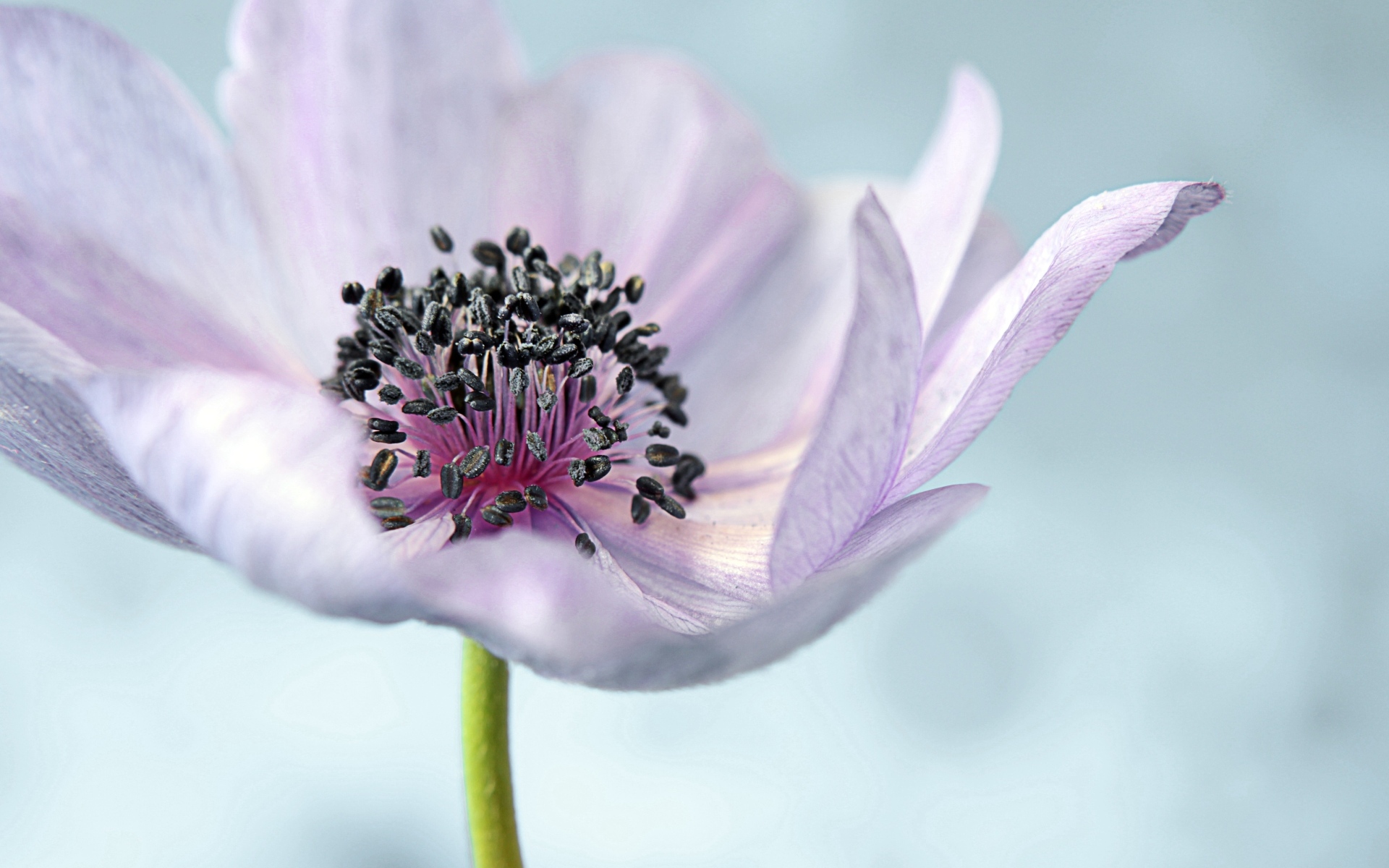 Нежный цветок анемон на сером фоне