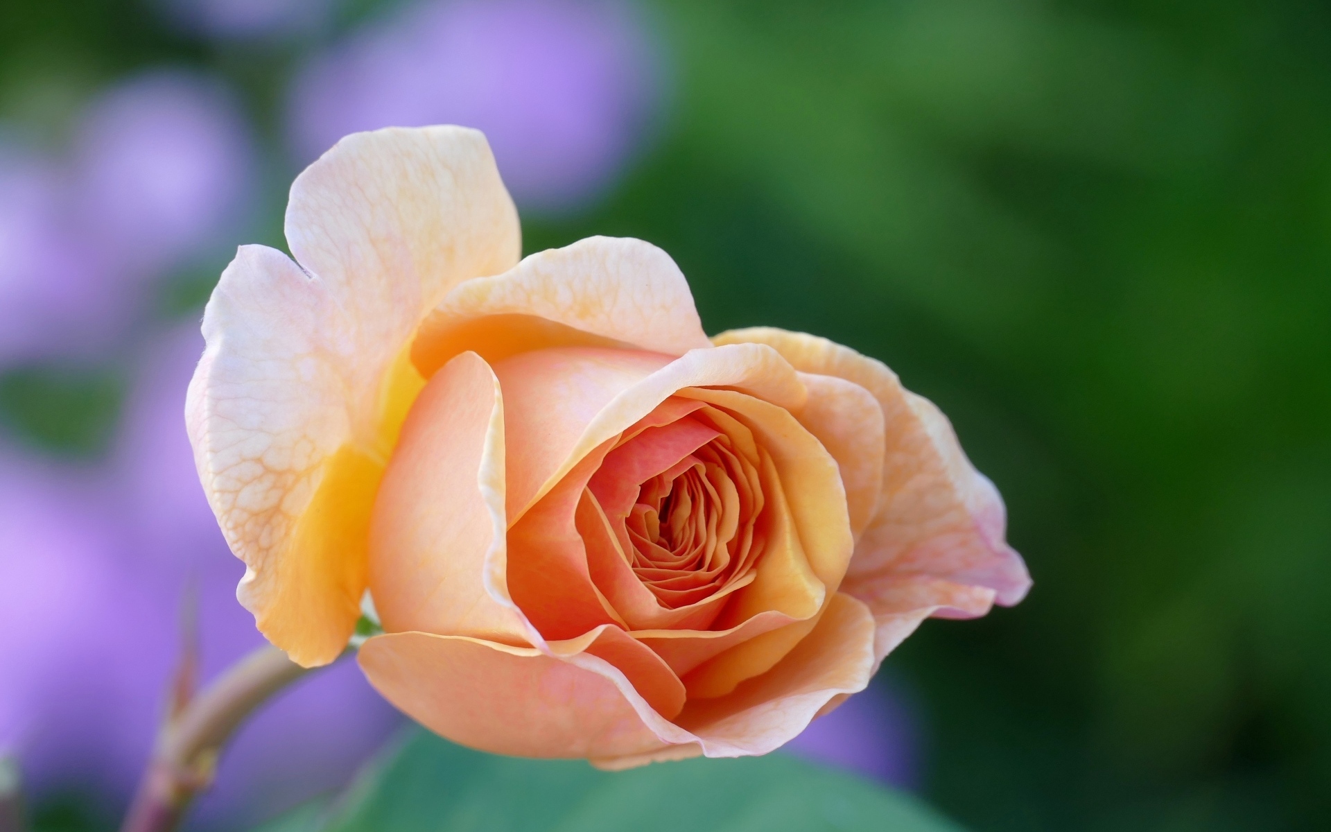 Нежная кремовая роза распускается в саду