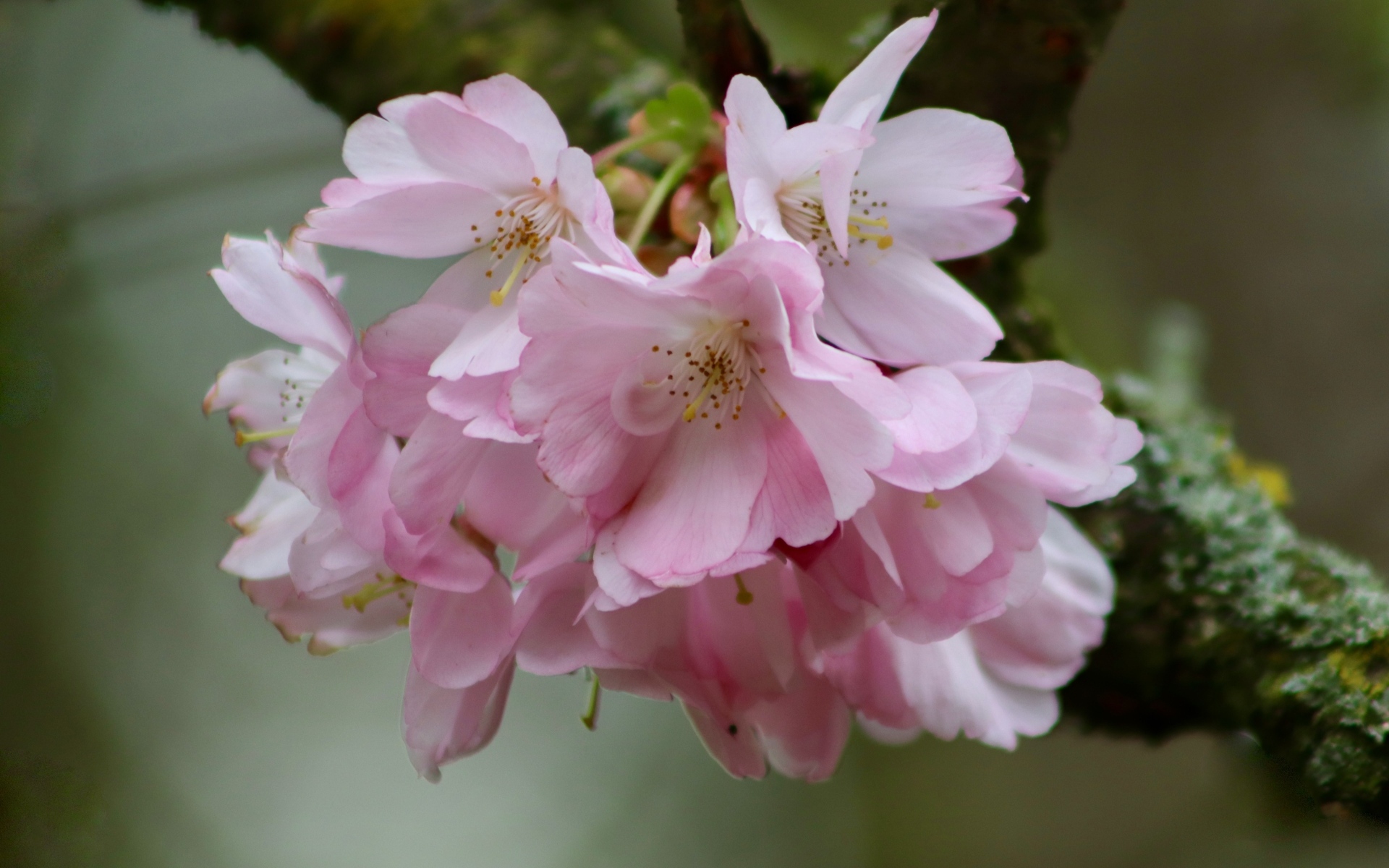 Нежные розовые цветы на ветке дерева вишни 