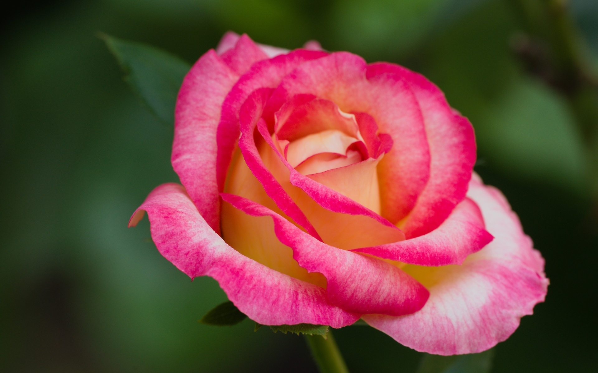 Нежная розовая роза крупным планом