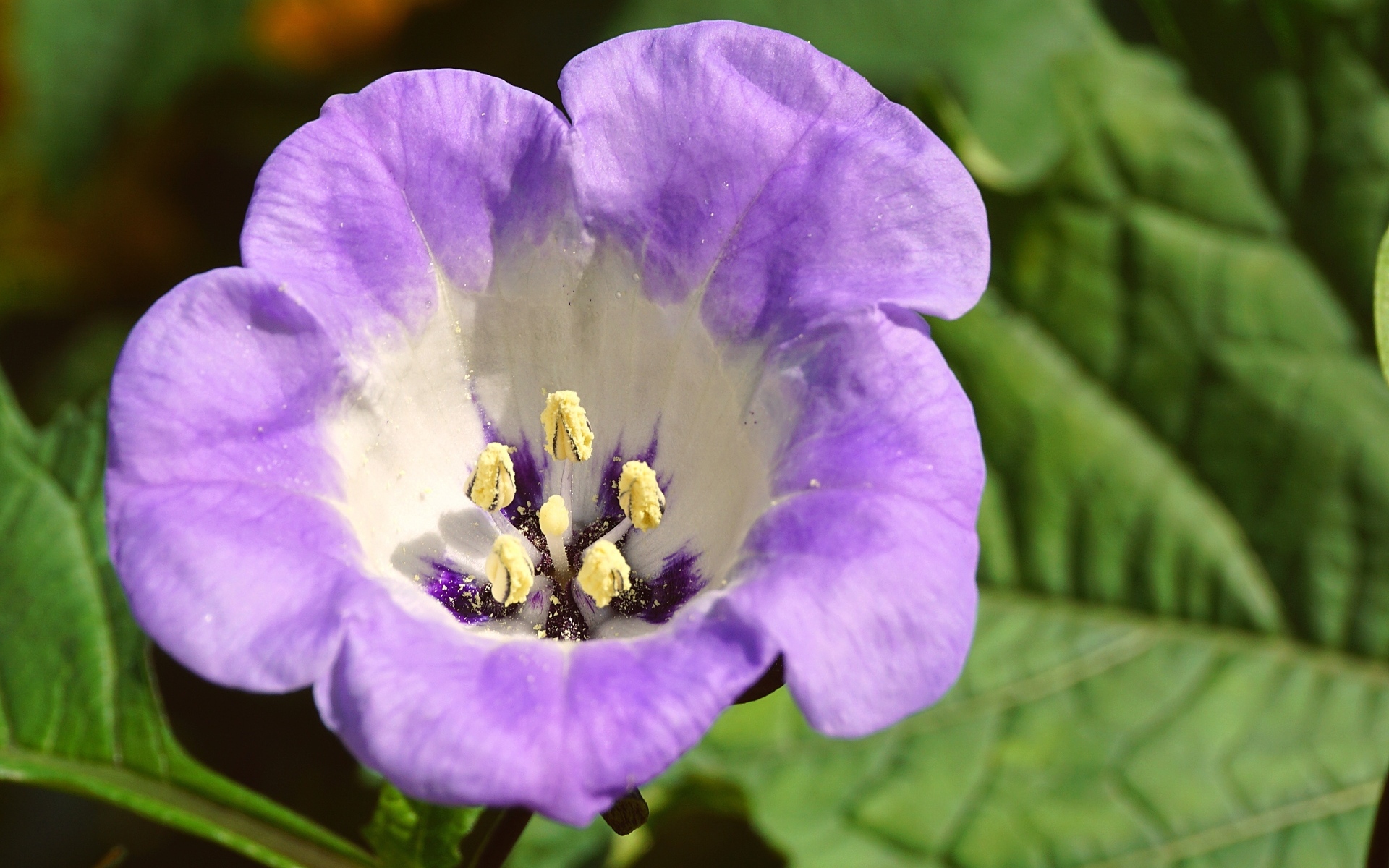 Нежный фиолетовый цветок физалодес крупным планом