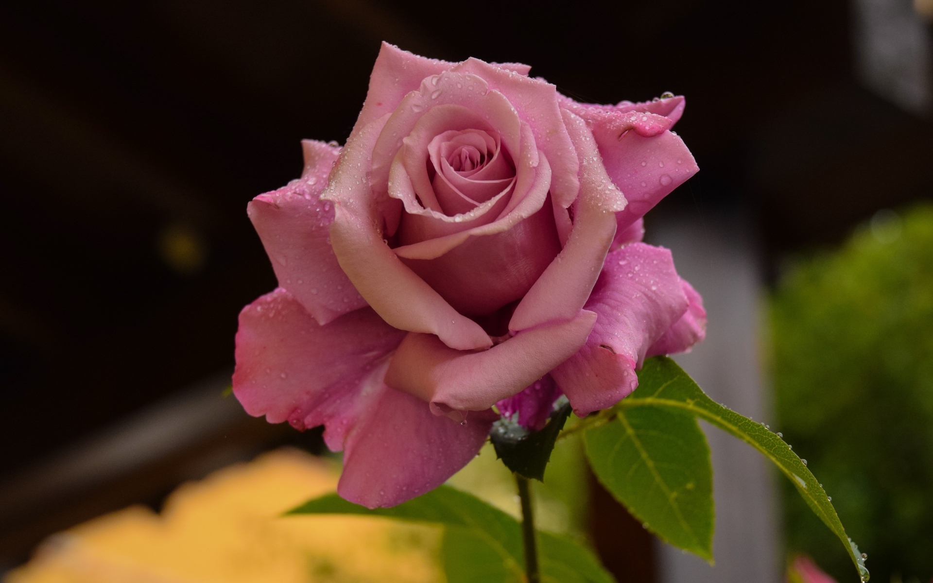 Dew on pink rose petals