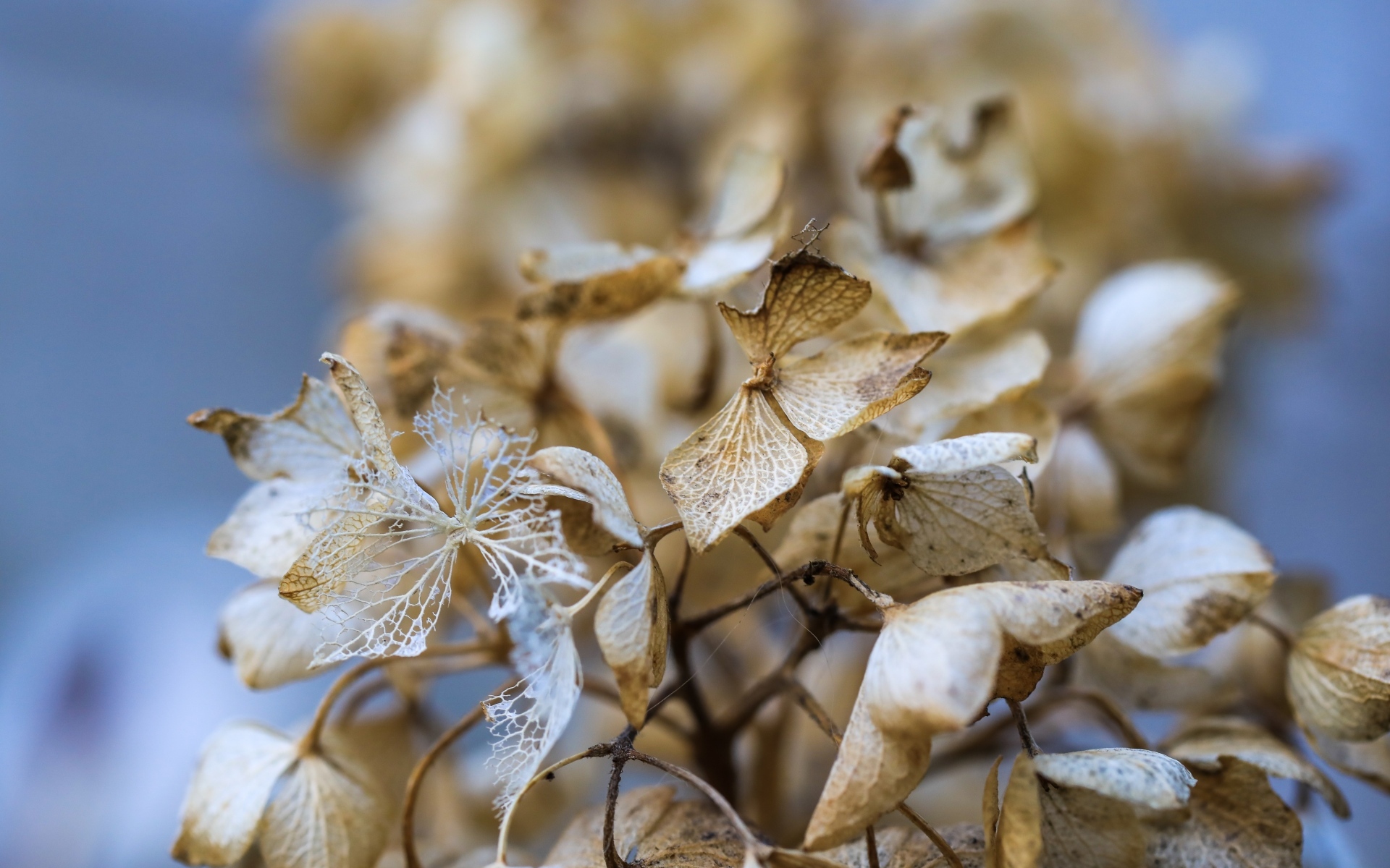 Отцветшие цветы гортензии крупным планом