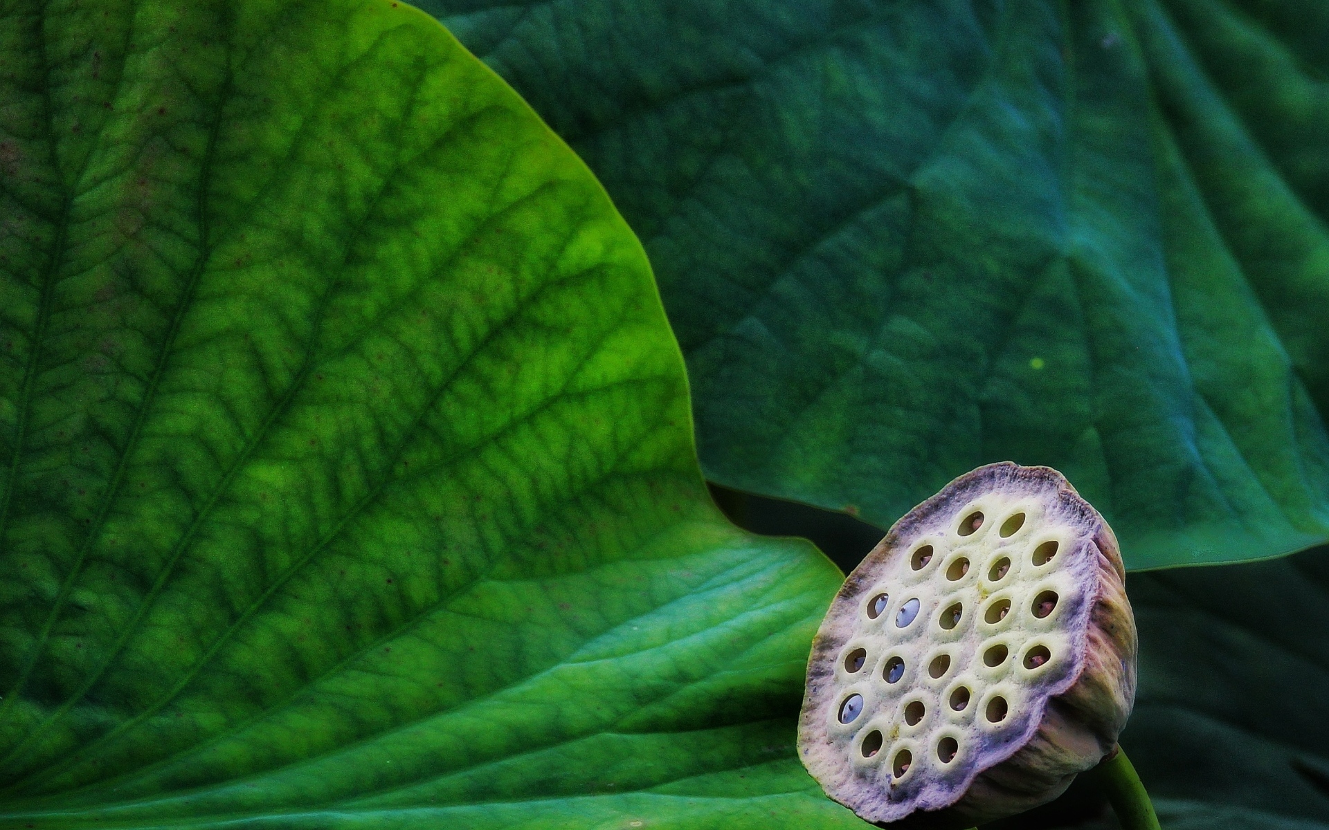 Отцветший цветок лотоса с зелеными листьями