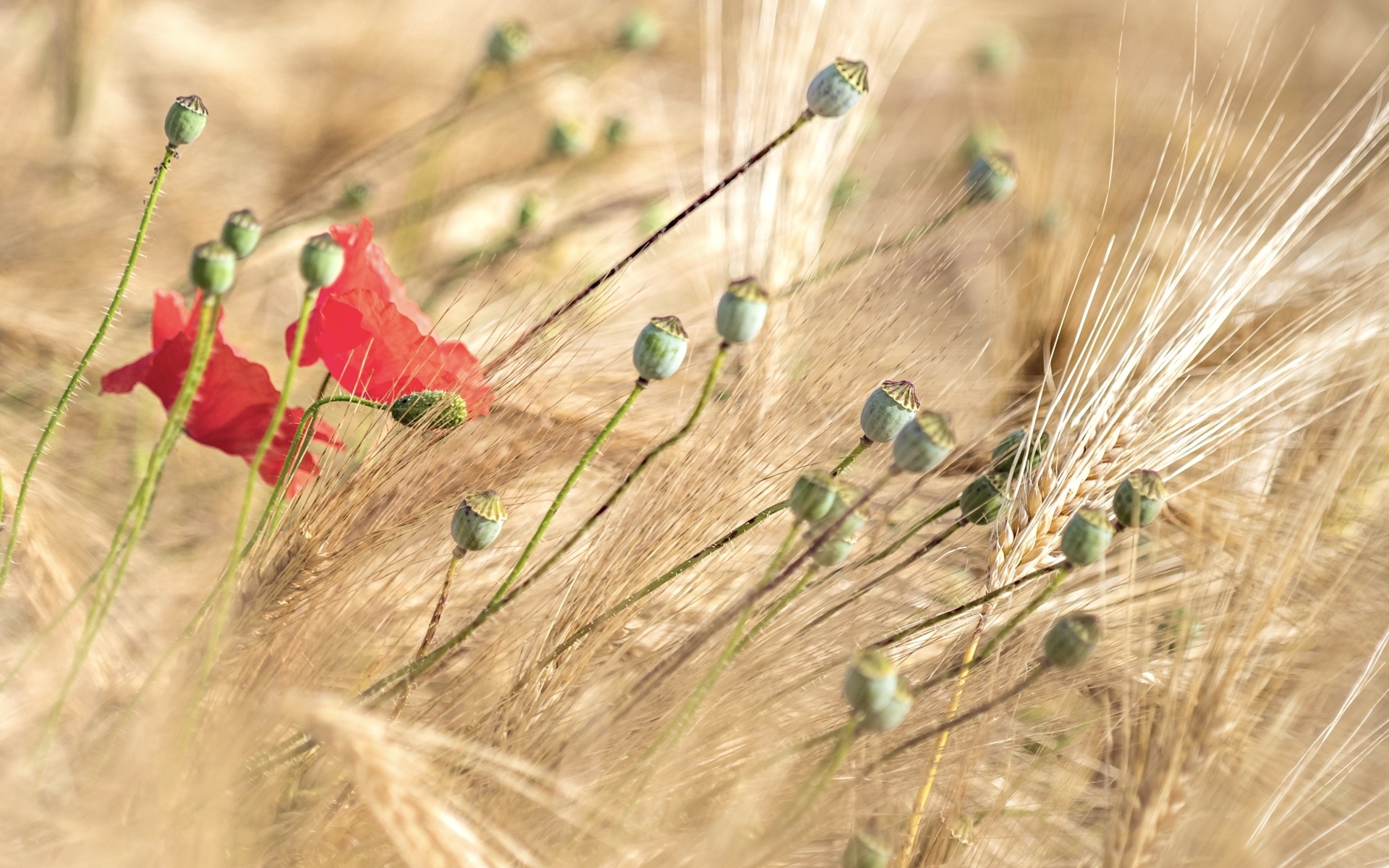 Отцветший  мак в колосьях пшеницы
