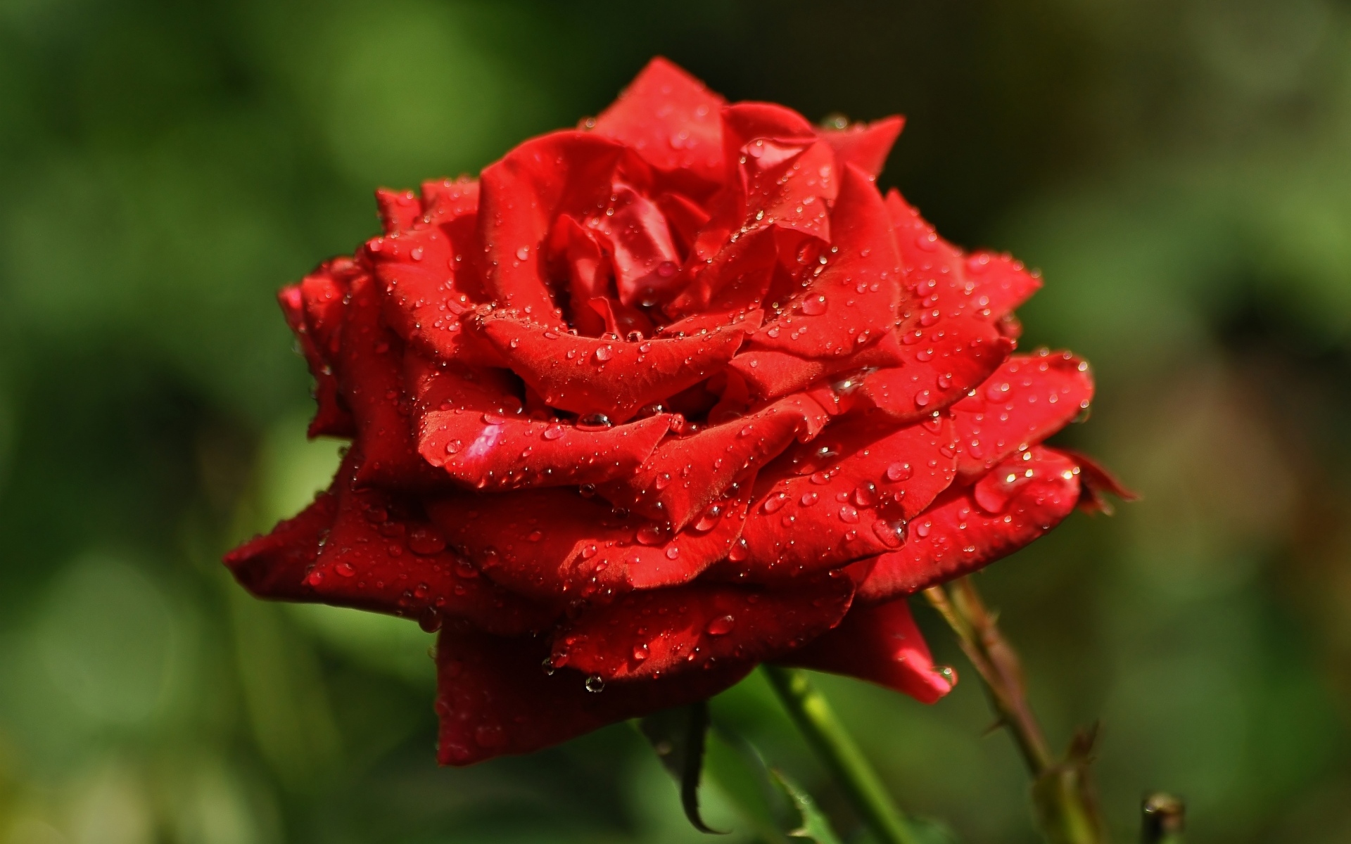 Ароматная красная роза в саду под дождем