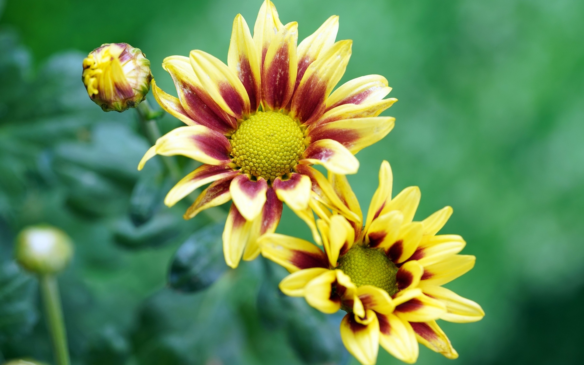 Цветы газания с бутонами крупным планом